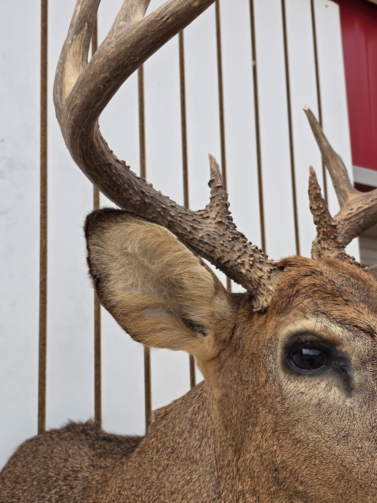 Fhdar8 - White-Tailed Deer Shoulder Mount – Taxidermy Wall Display