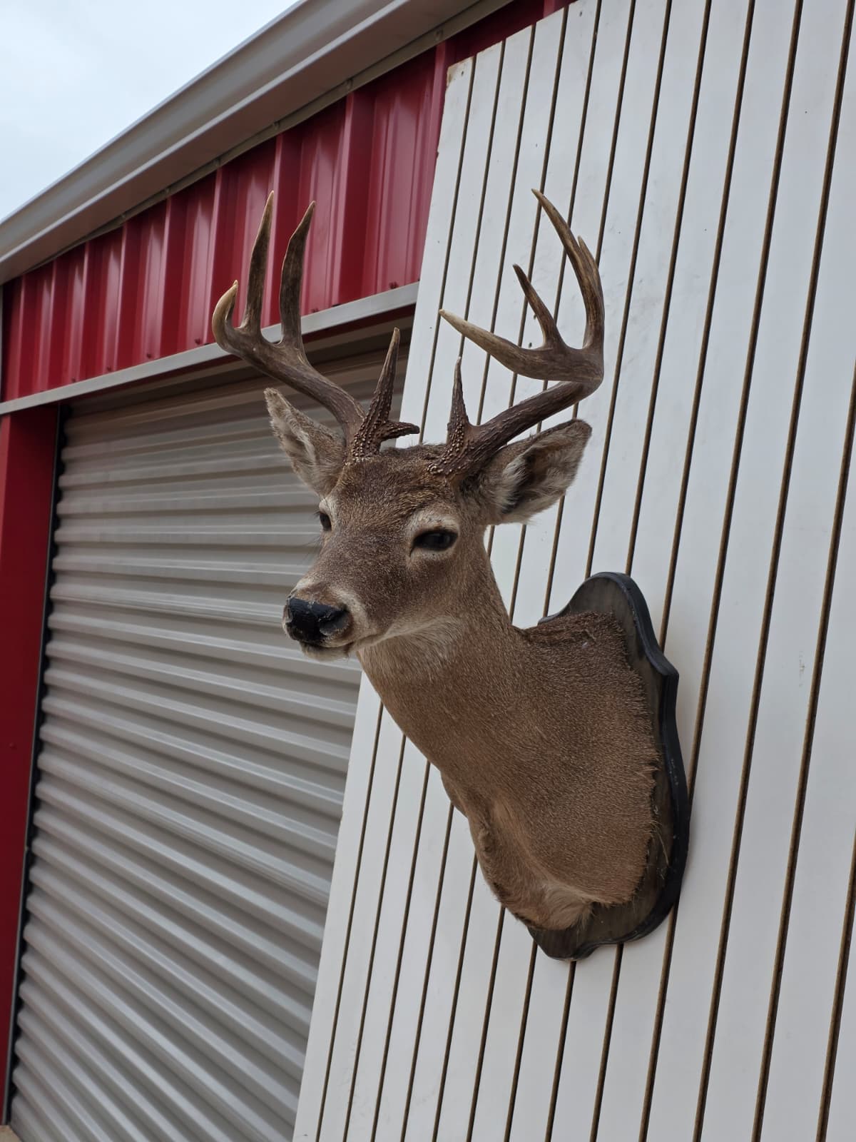 Drmq110 - White-Tailed Deer Shoulder Mount – Taxidermy Wall Display