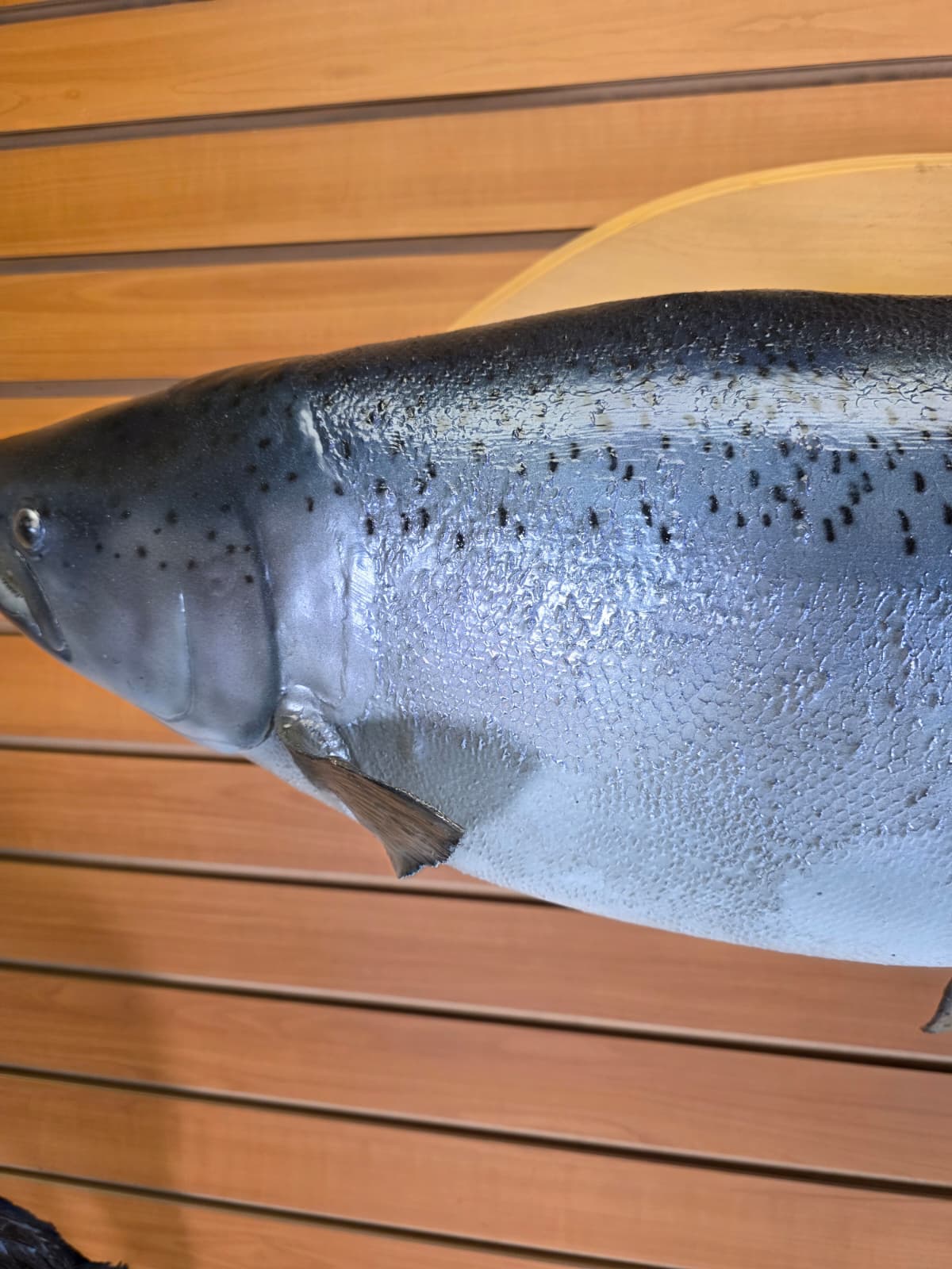 Jtv454 - 39" Trout Taxidermy Mount – Premium Freshwater Display