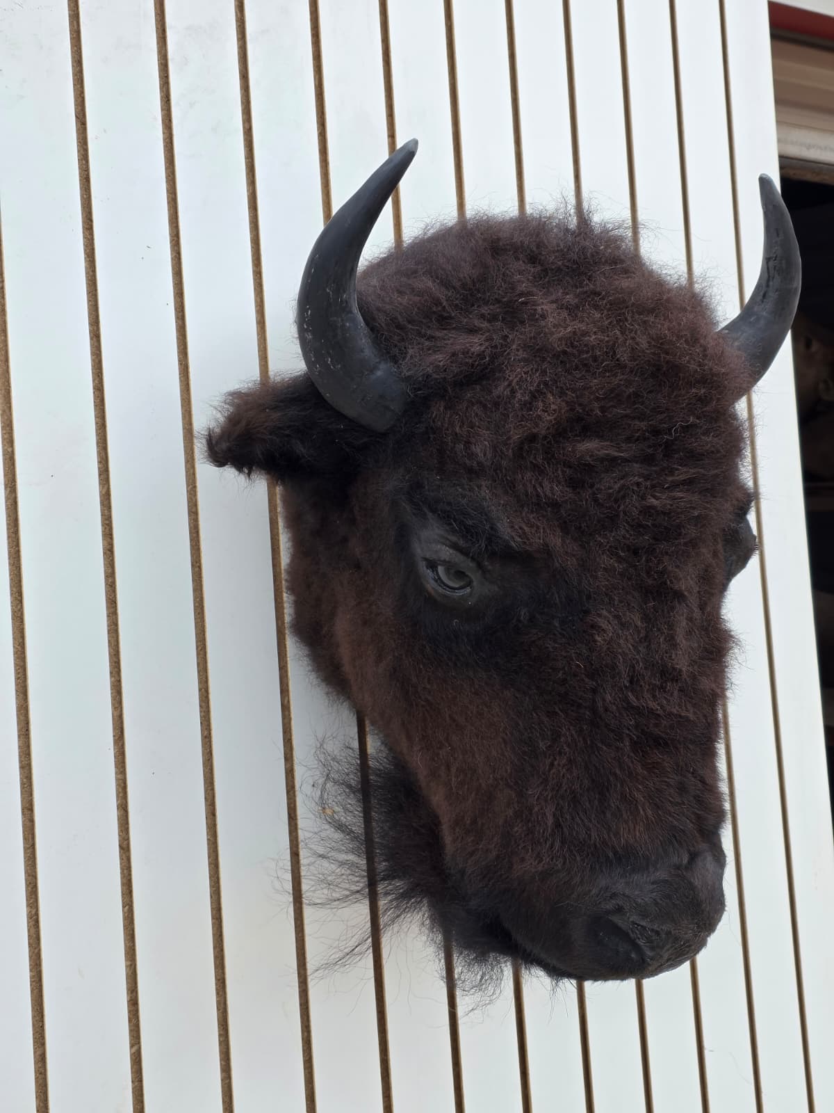 Fhbf3 - Real Buffalo / Bison neck Head Taxidermy Mount New