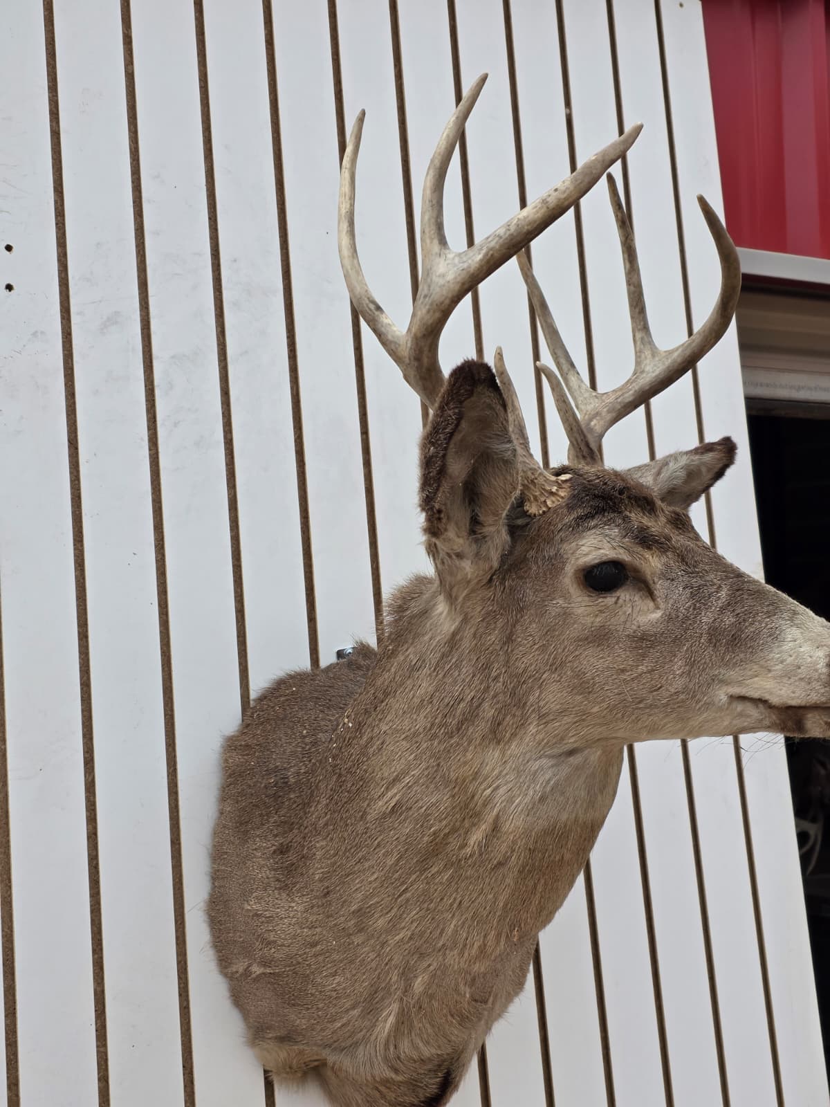 Drmq107 - White-Tailed Deer Shoulder Mount – Taxidermy Wall Display