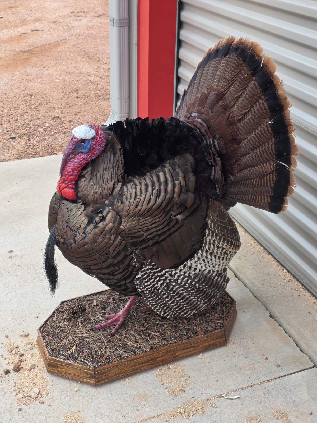 Fhcm82A - Strutting Turkey Taxidermy Mount – 92.8” Majestic Display