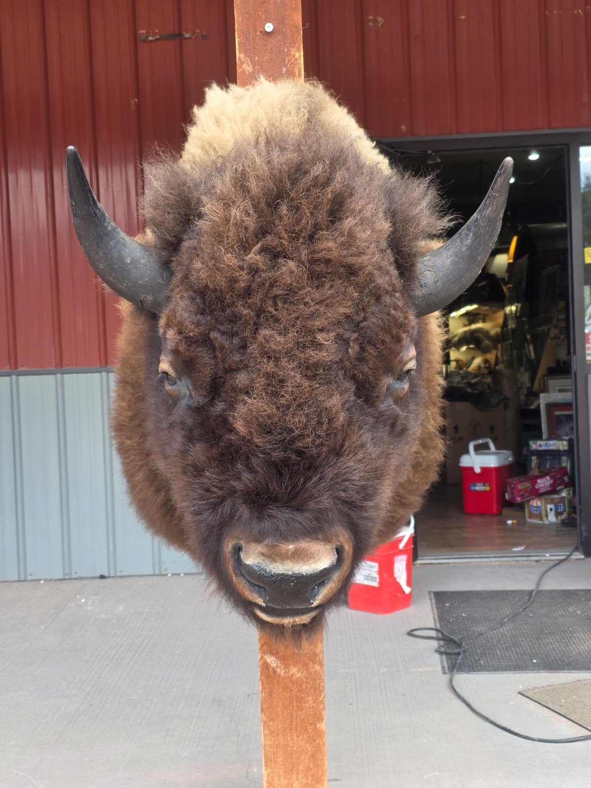 FHAUBF2 - North American Buffalo / Bison Shoulder Mount Taxidermy