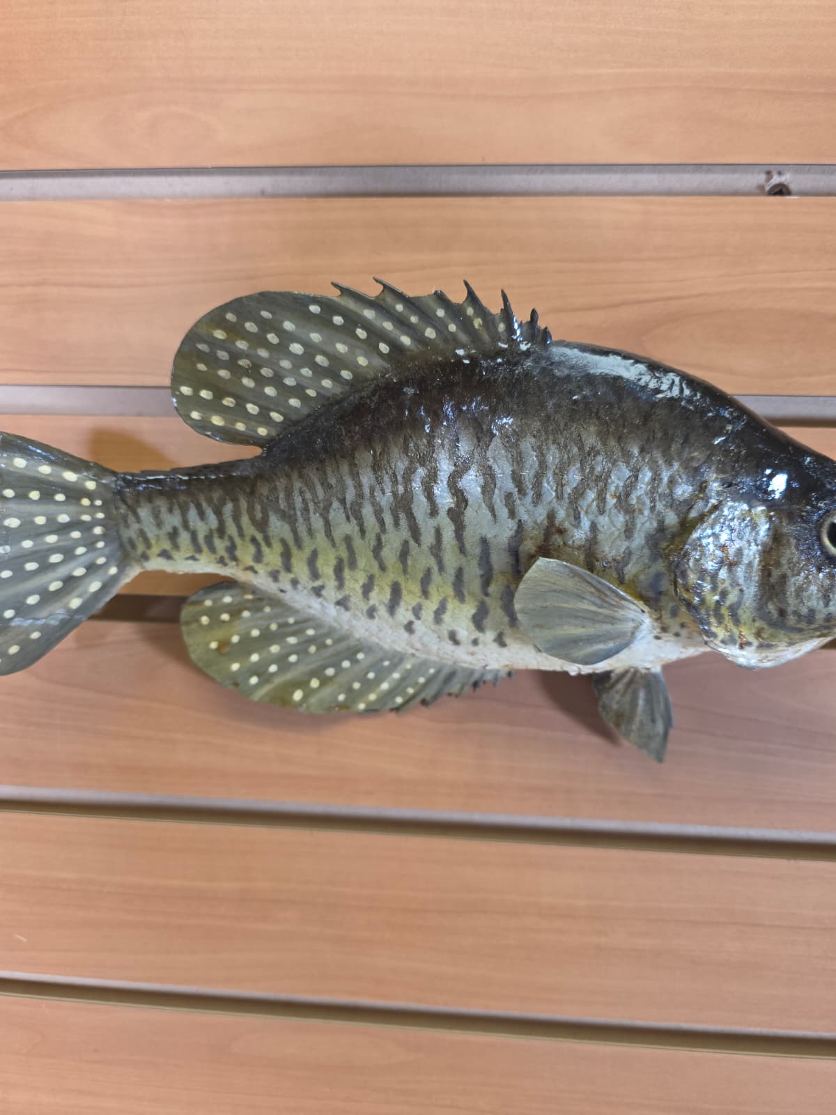 JTV403 - 12" Crappie Fish Mount – Elegant Compact Display
