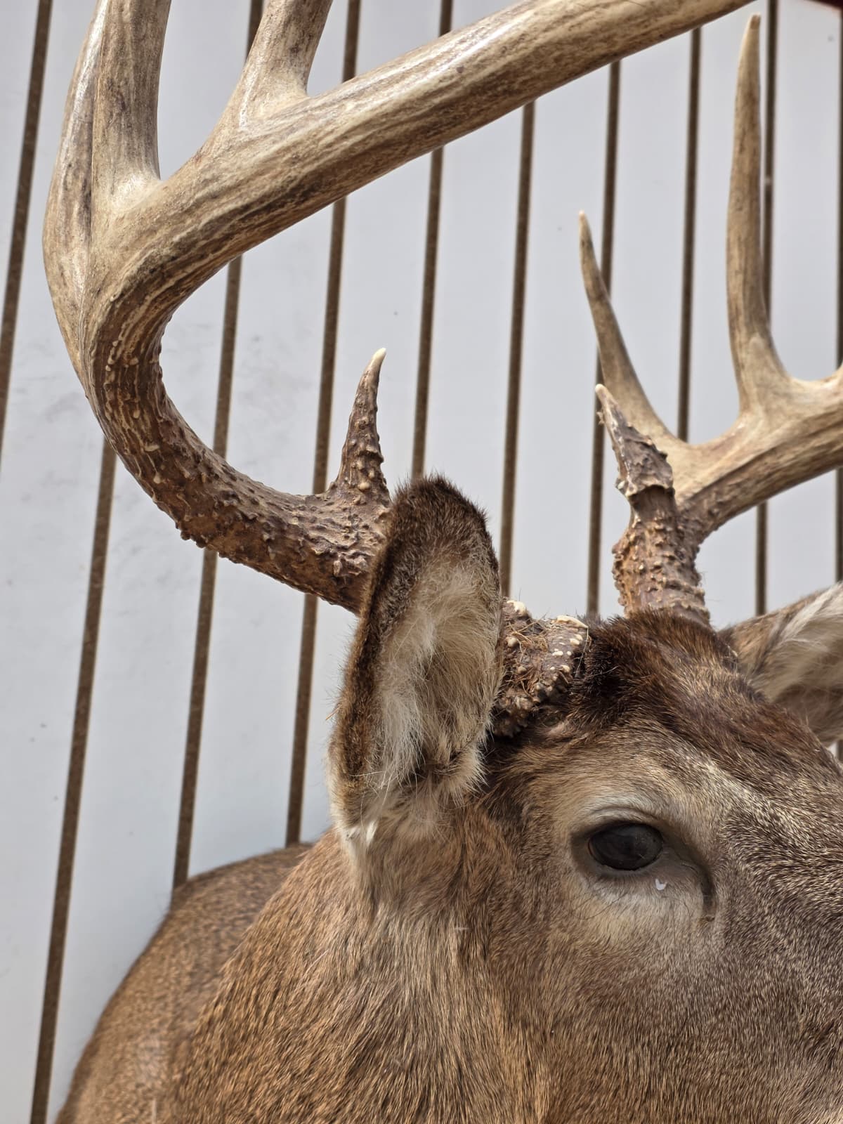 Drmq102 - White-Tailed Deer Shoulder Mount – Taxidermy Wall Display