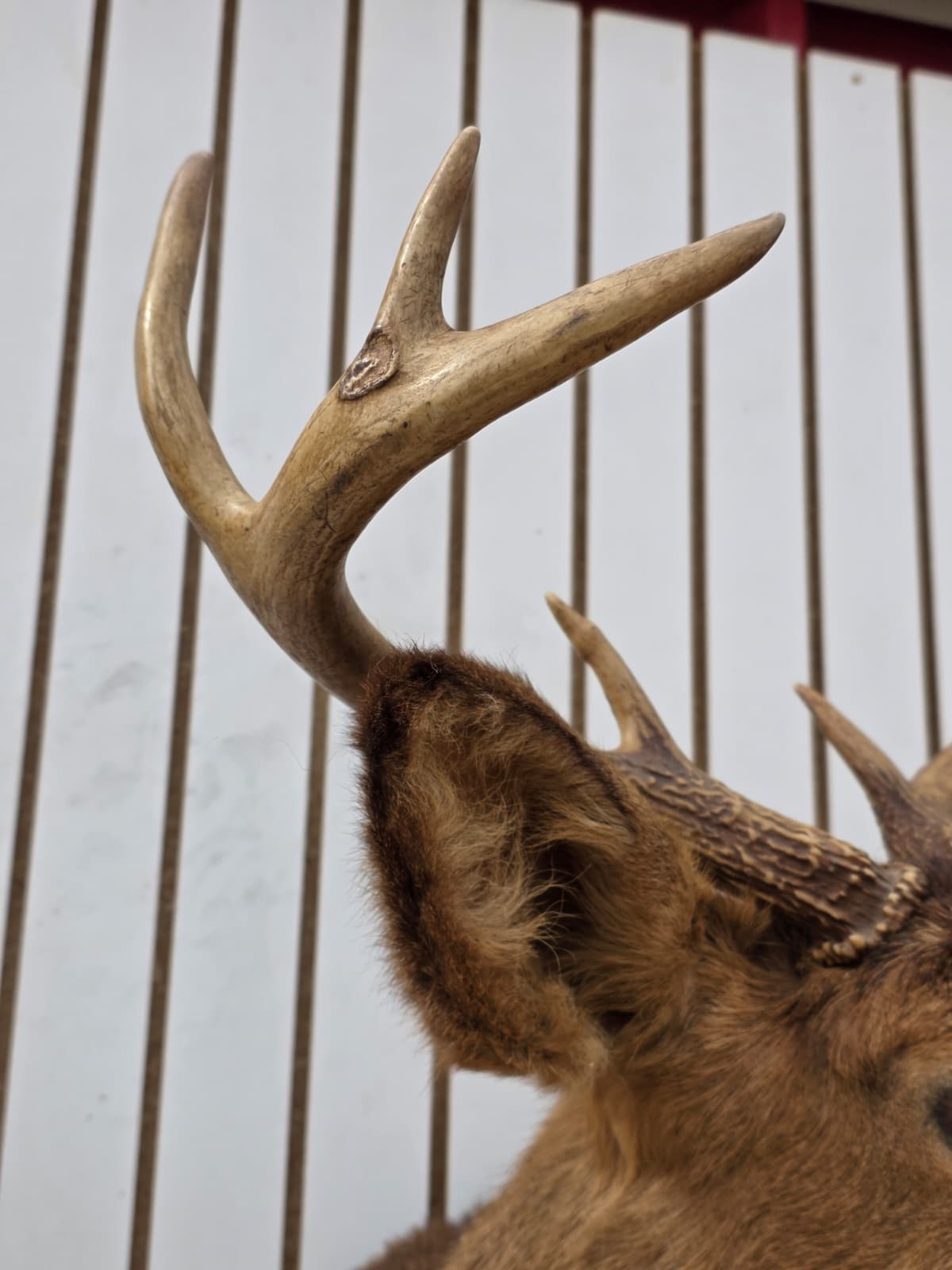 Fhdar1 - White-Tailed Deer Shoulder Mount – Taxidermy Wall Display