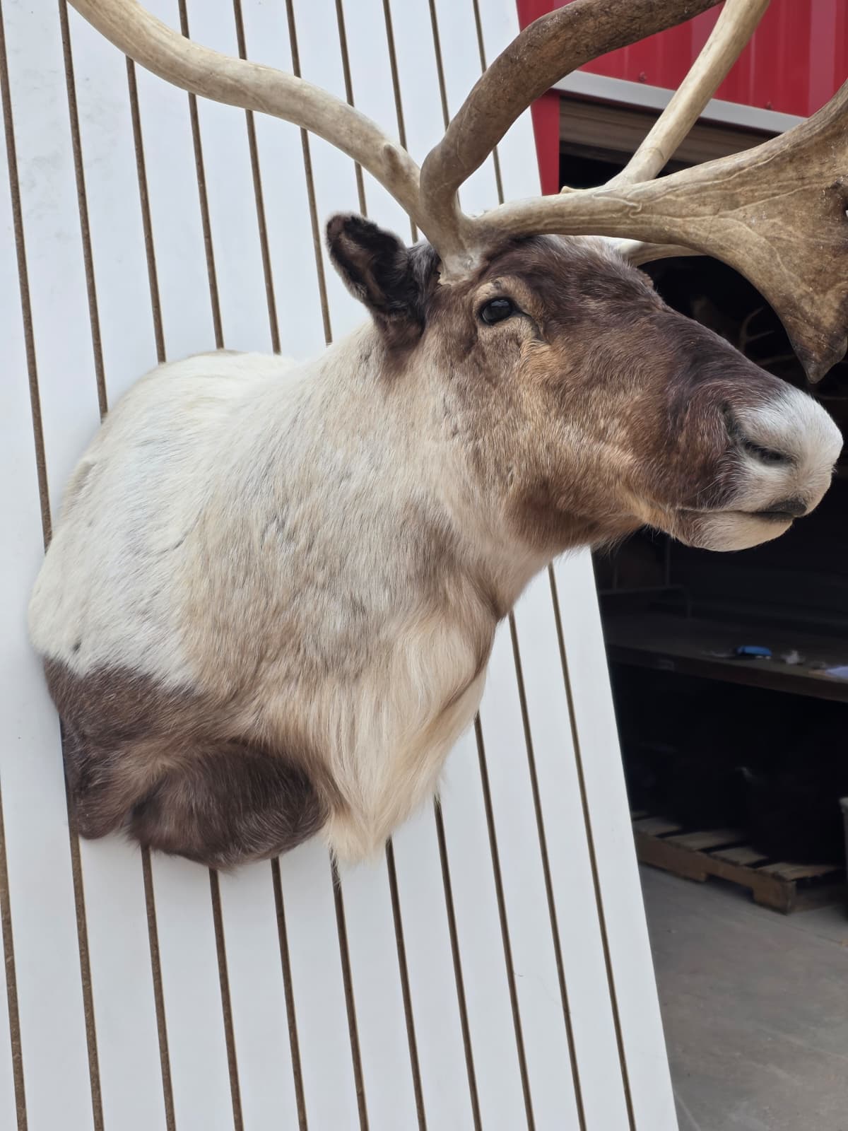 Fhcm85 - Caribou Taxidermy Shoulder Mount – 114.3” Majestic Display
