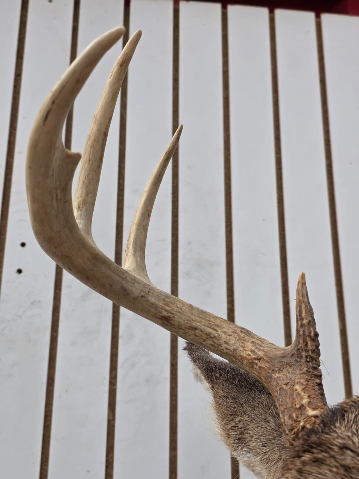 Fhdar7 - White-Tailed Deer Shoulder Mount – Taxidermy Wall Display