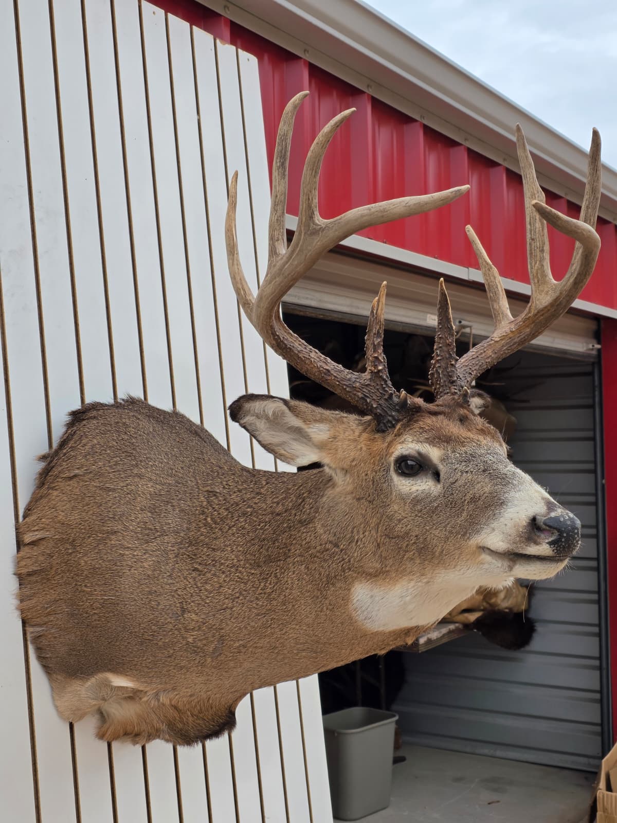 Drmq109 - White-Tailed Deer Shoulder Mount – Taxidermy Wall Display