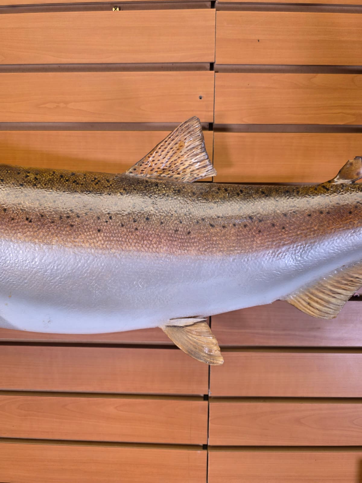Jtv452 - 33" Trout Taxidermy Mount – Elegant Freshwater Display