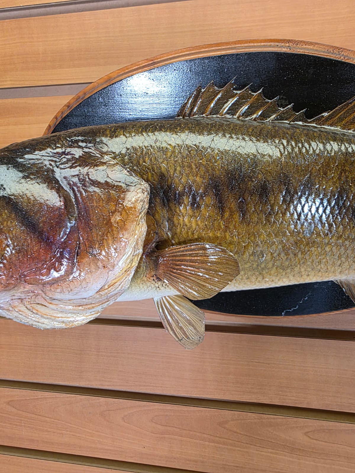 Jtv440 - 17" Largemouth Bass Taxidermy Mount – Natural Freshwater Display