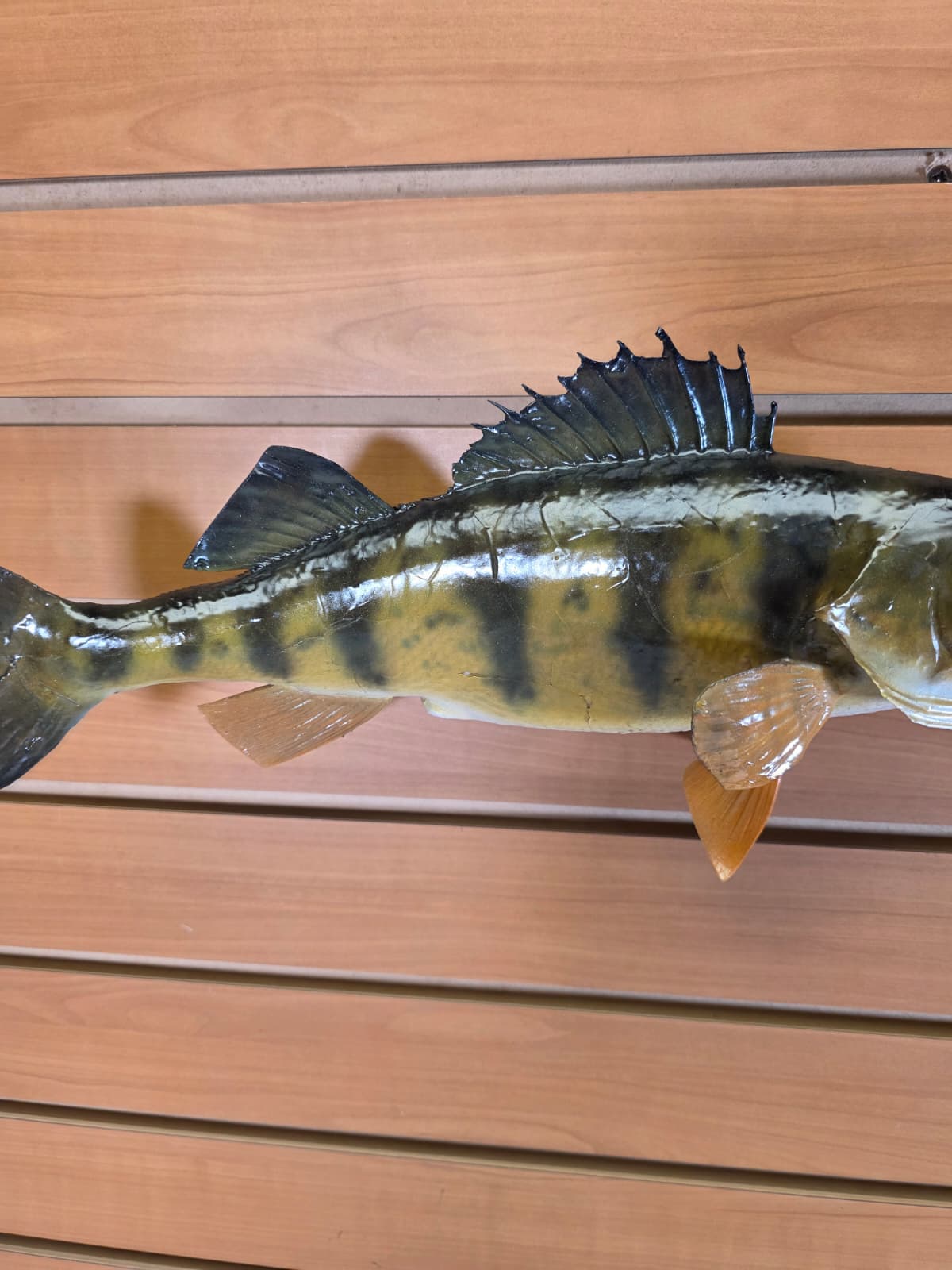 Jtv405 - 14" Perch Fish Mount – Detailed Natural Display