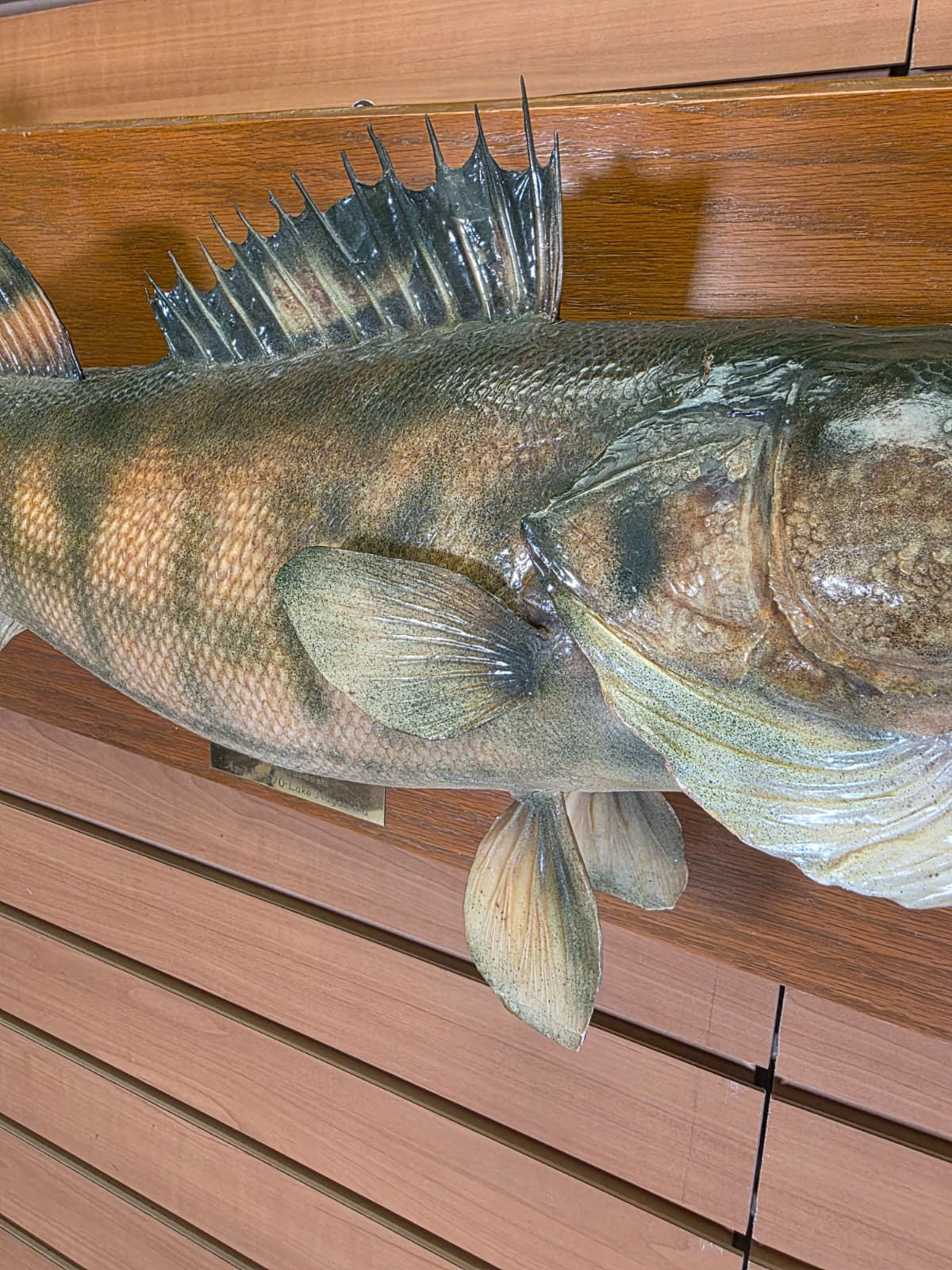 Jtv443 - 28" Walleye Taxidermy Mount – Vintage 1970 Classic Display