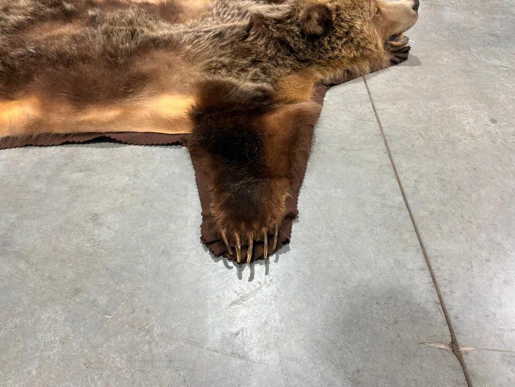 FHAB41 - Grizzly bear rug with large claws and prime fur