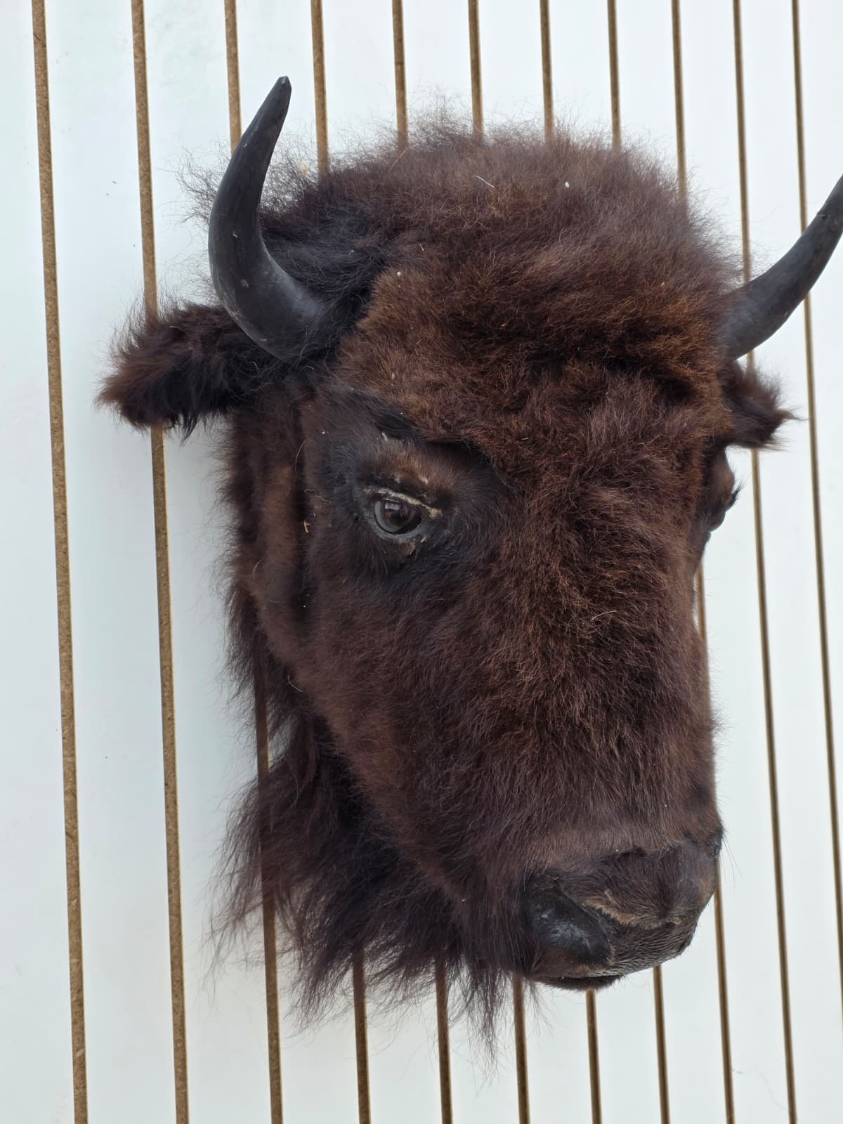 Fhbf2 - Real Buffalo / Bison neck Head Taxidermy Mount New