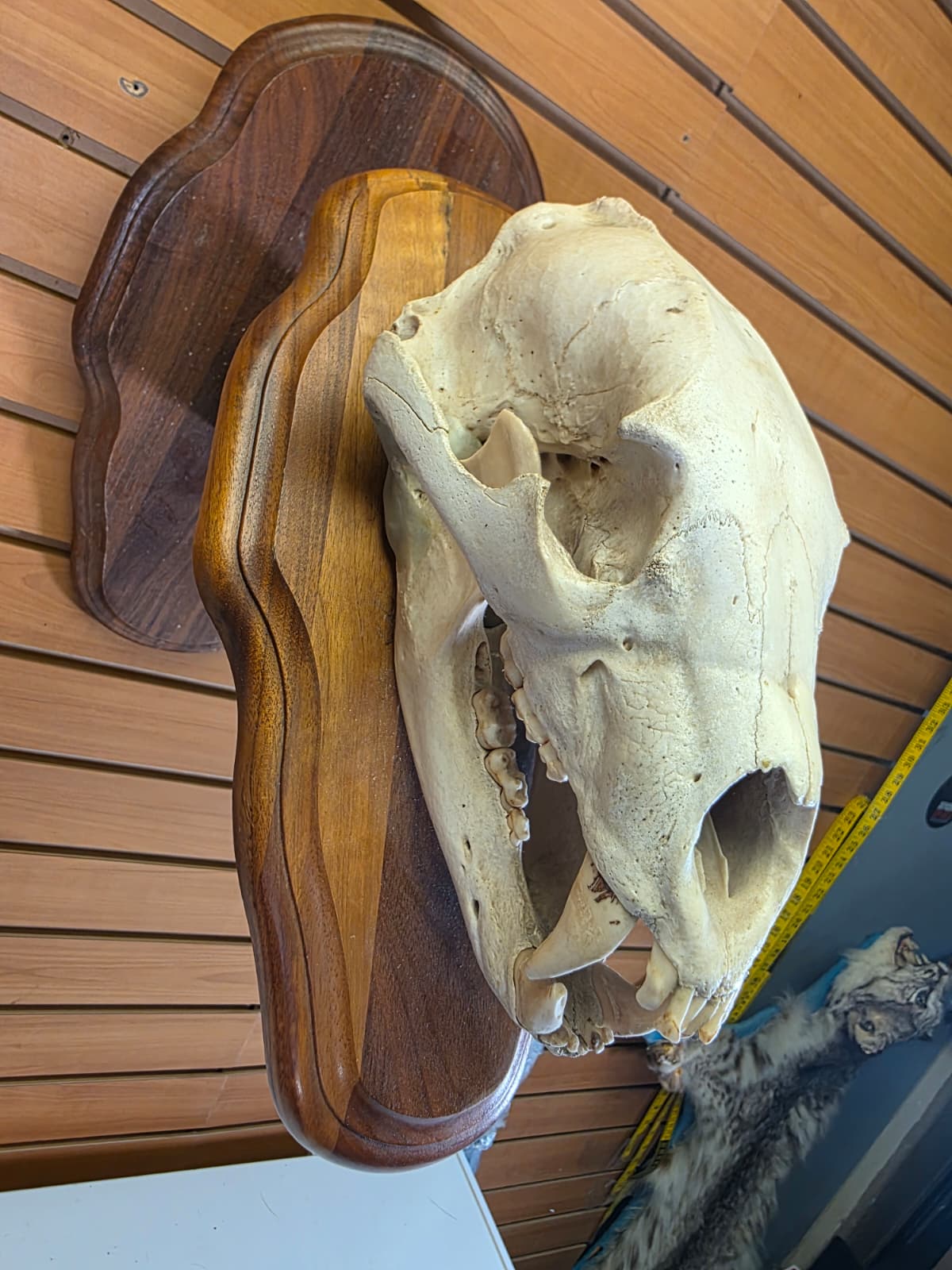 Jtv438 - Bear Skull Taxidermy on Plaque – 11½” Display