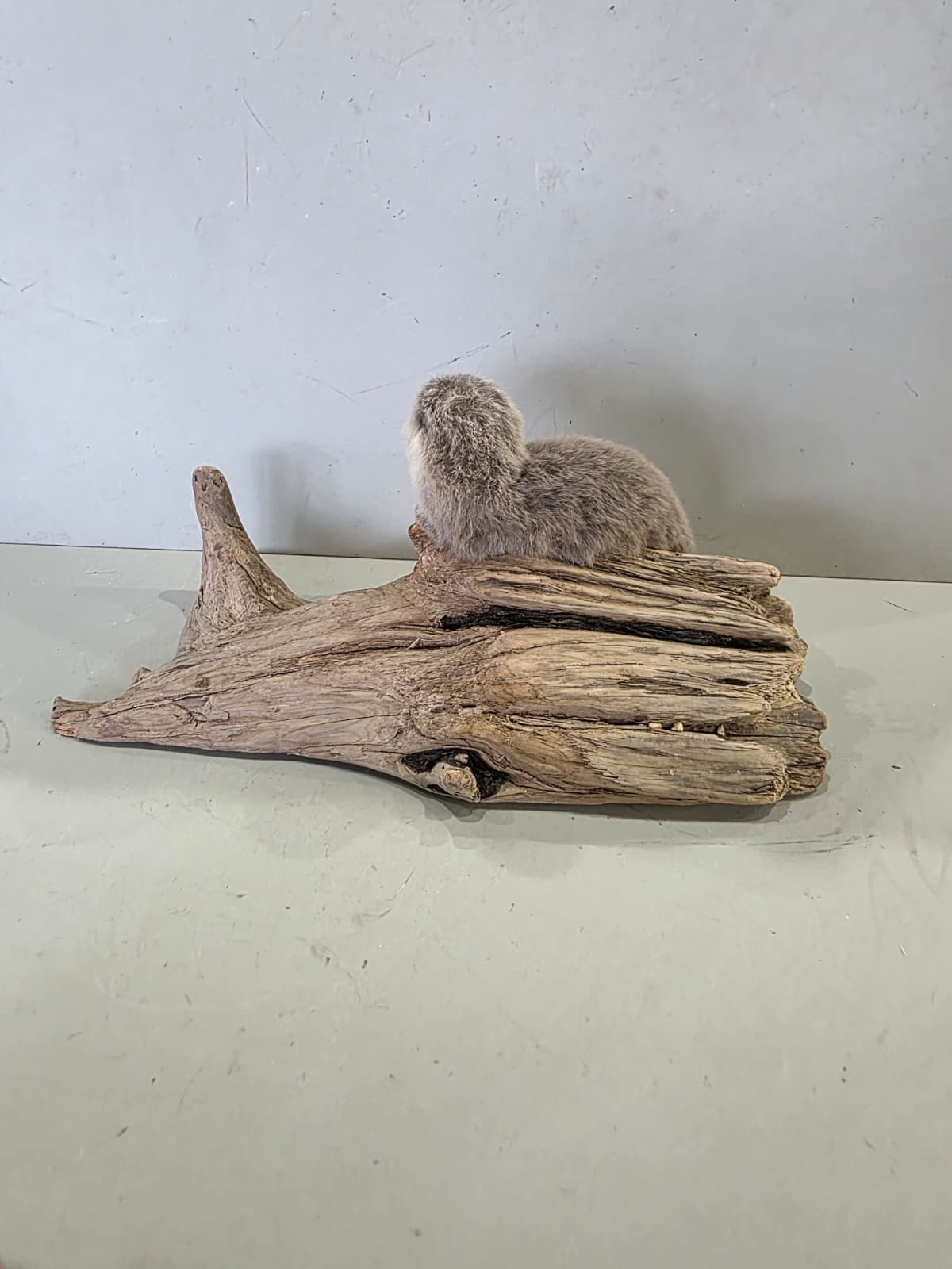 Fhcm94 - Baby Otter Taxidermy Lifelike Display