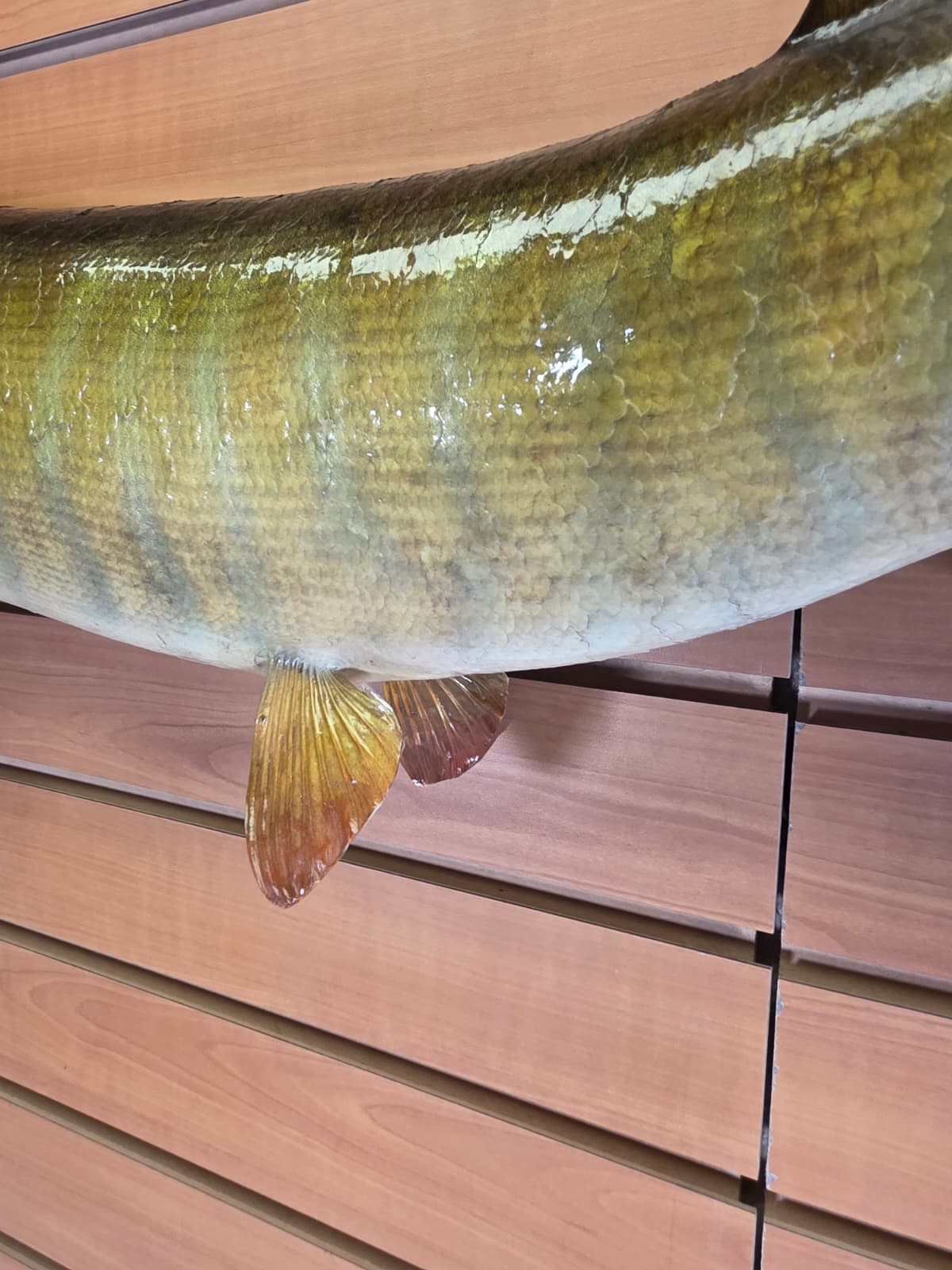 Jtv439 - 30" Muskie Taxidermy Mount – Striking Freshwater Predator Display