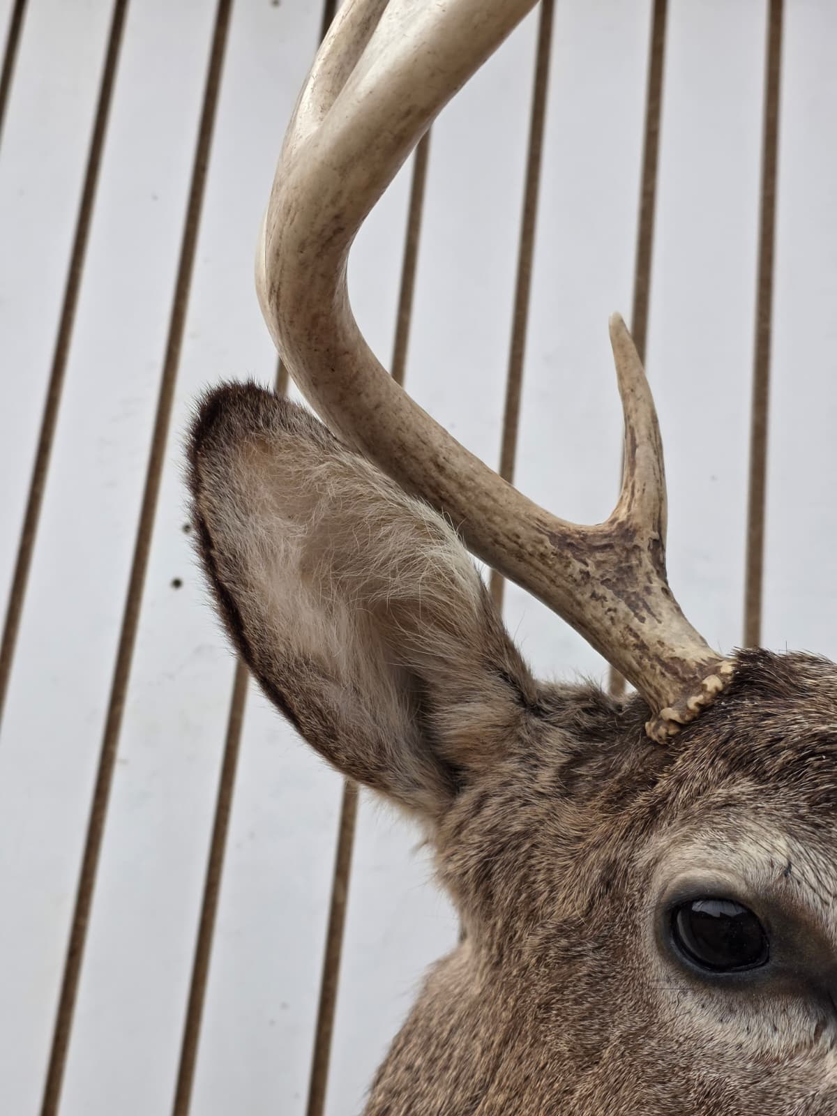 Fhdar2 - White-Tailed Deer Shoulder Mount – Taxidermy Wall Display