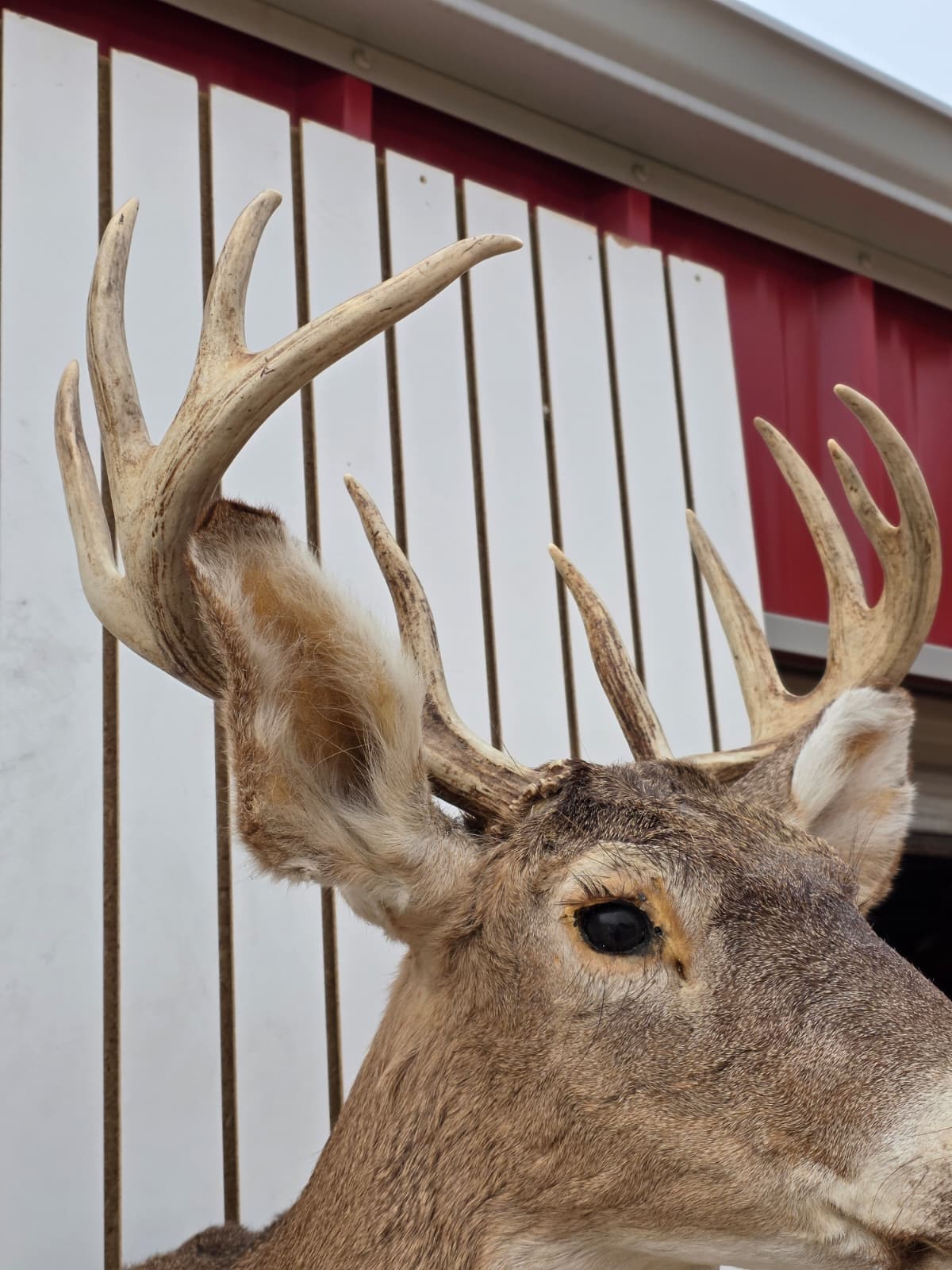Fhdar3 - White-Tailed Deer Shoulder Mount – Taxidermy Wall Display