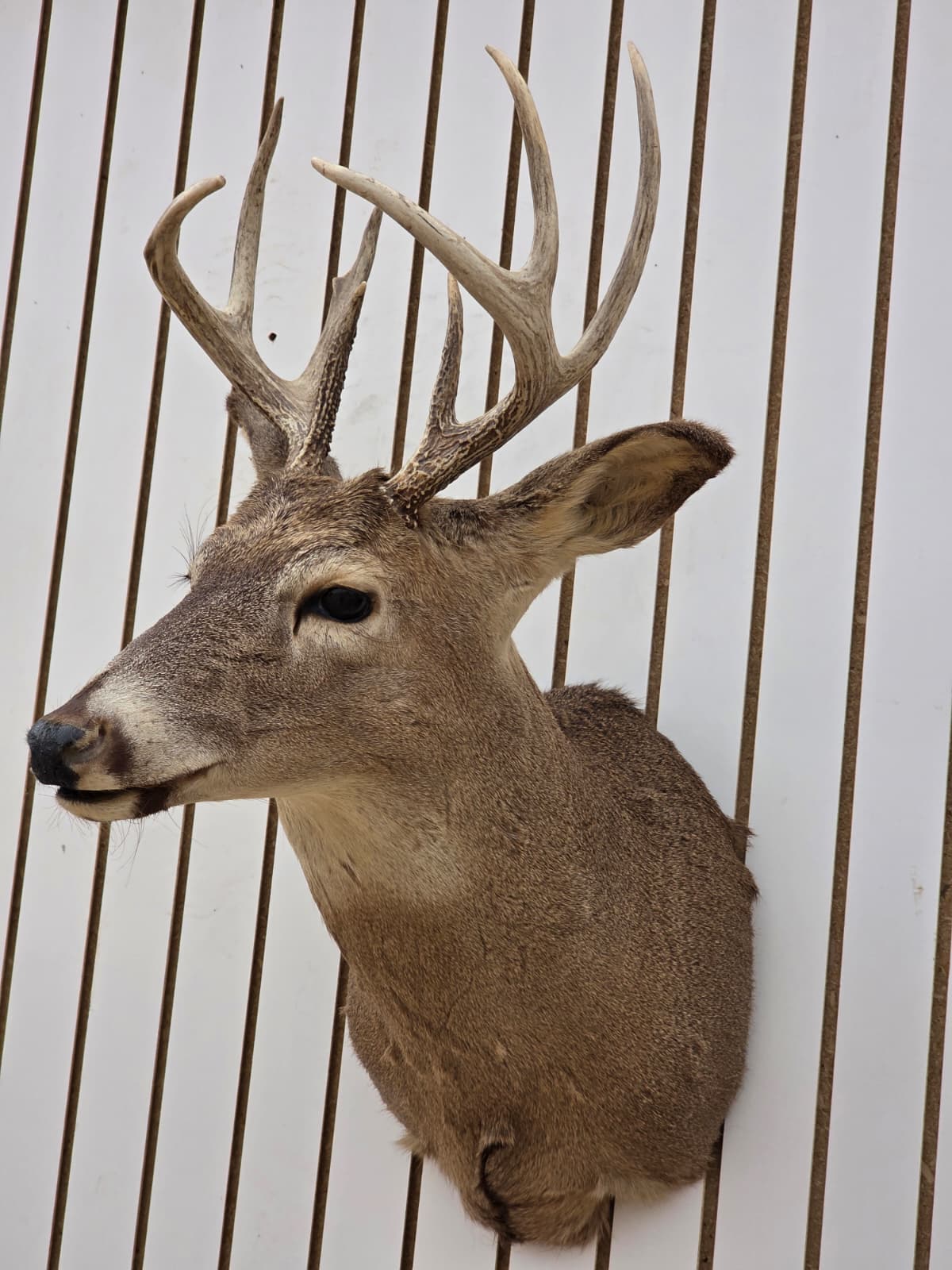 Fhdar9 - White-Tailed Deer Shoulder Mount – Taxidermy Wall Display