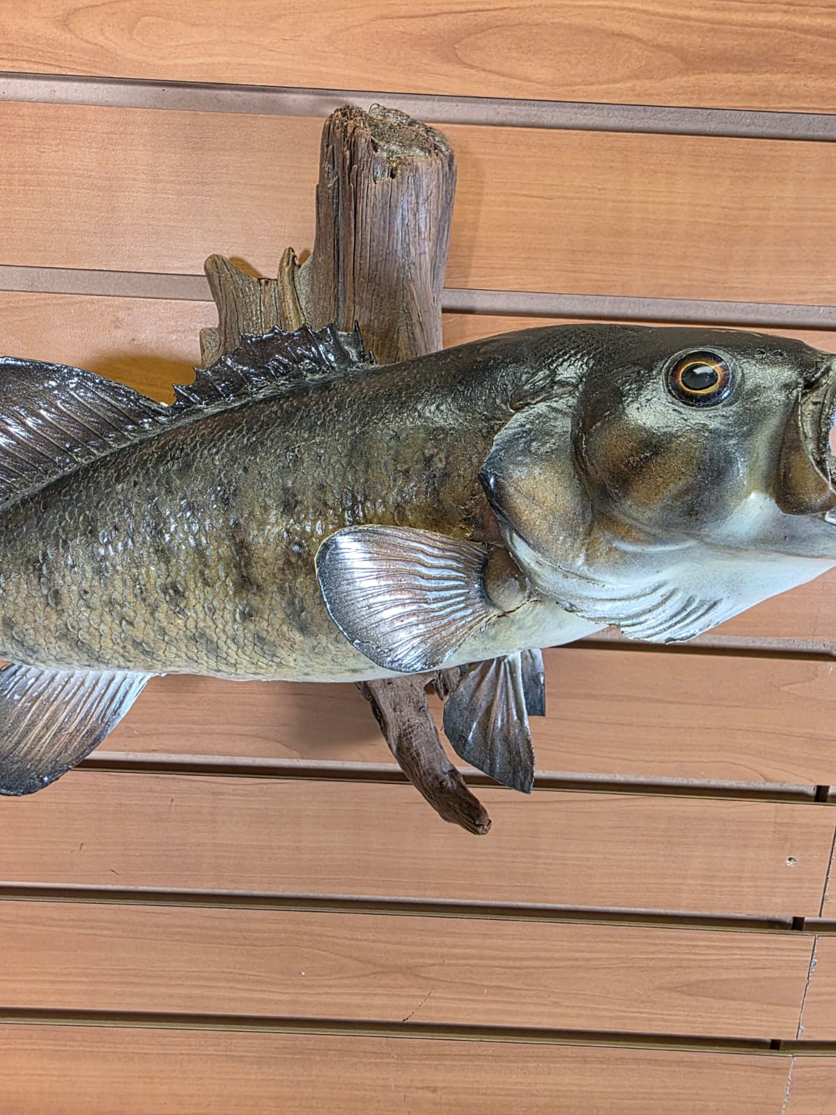 JTV400 - 16" Bass Fish Mount – Nature-Inspired Display