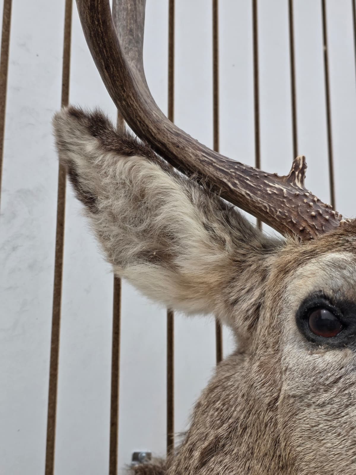 Drmq101 - Mule Deer Shoulder Mount Taxidermy – Wall Display