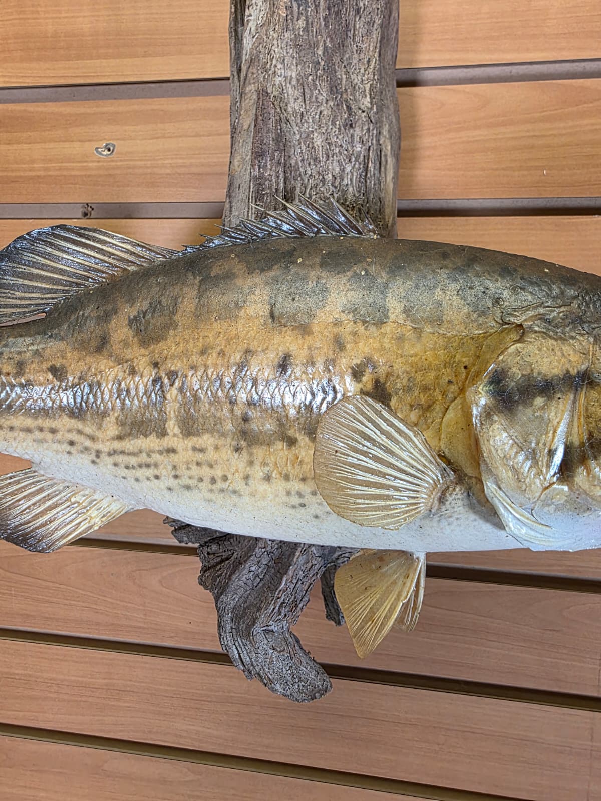 Jtv442 - 17" Smallmouth Bass Taxidermy Mount – Classic Freshwater Display