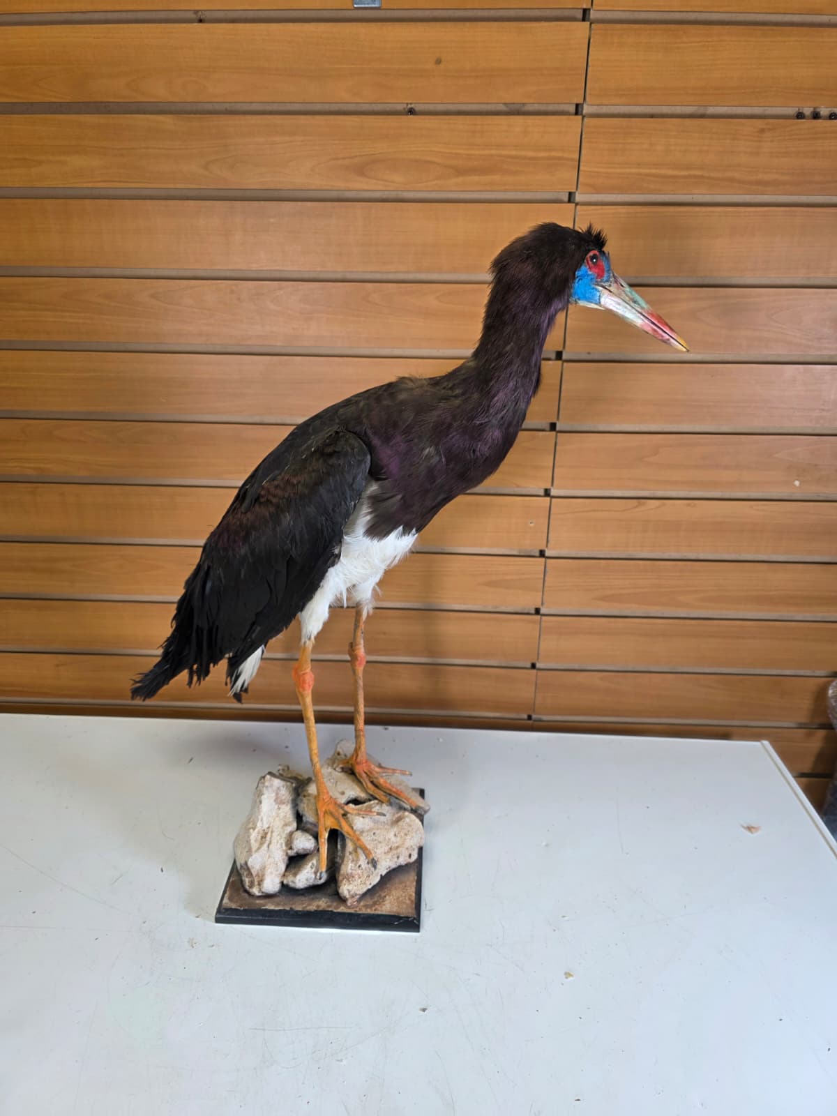 FHABD202- Abdim’s Stork Taxidermy Mount –  Elegant Display