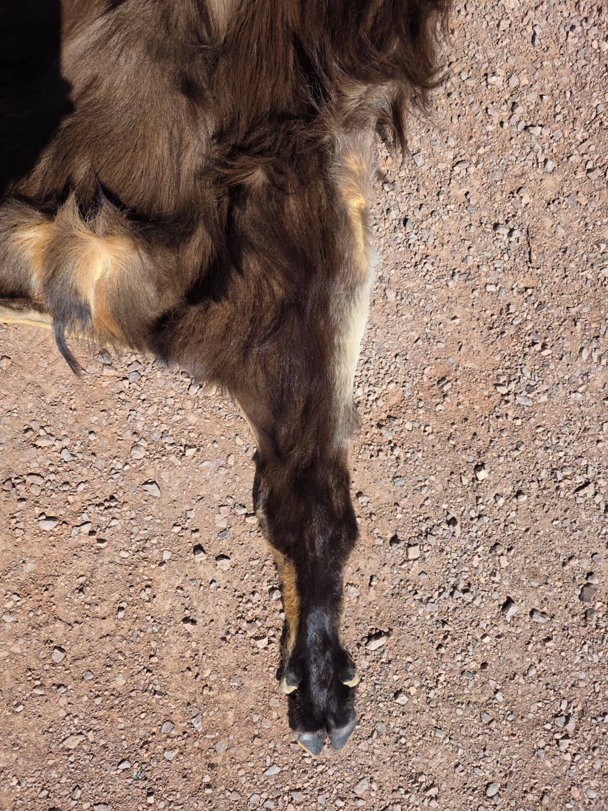 Jtv447 - Himalayan Tahr hide