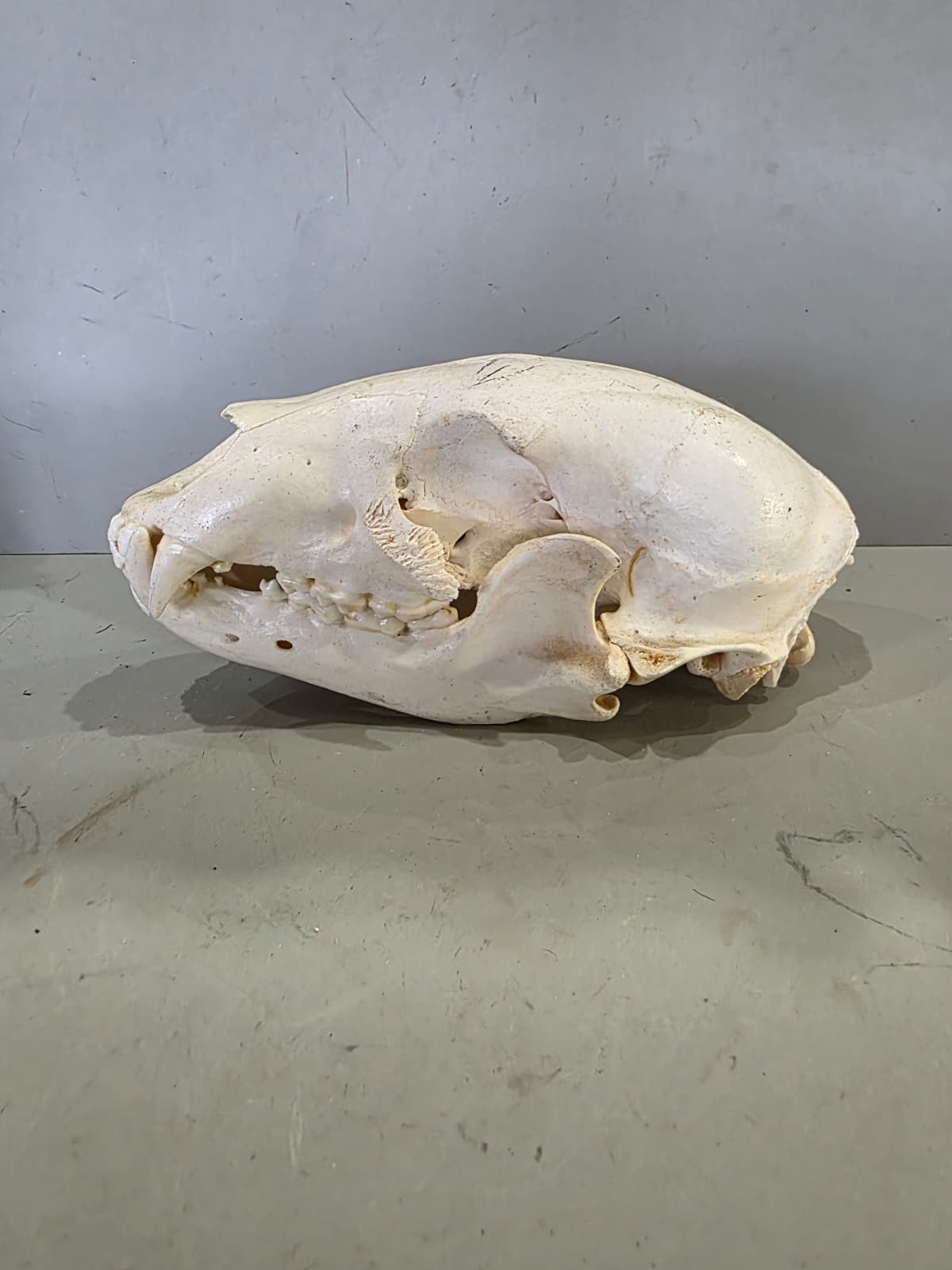 Jtv436 - Bear Skull Taxidermy – 10” Long Display