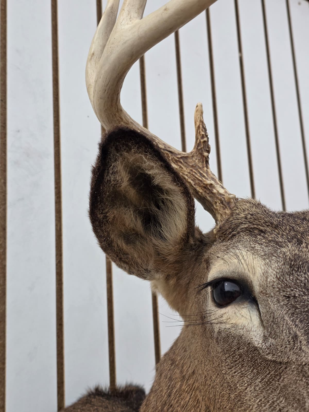 Fhdar6 - White-Tailed Deer Shoulder Mount – Taxidermy Wall Display
