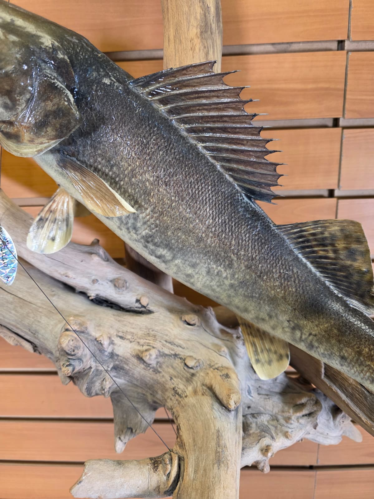 Jtv445 - 20" Walleye Taxidermy Mount – Table or Wall Display