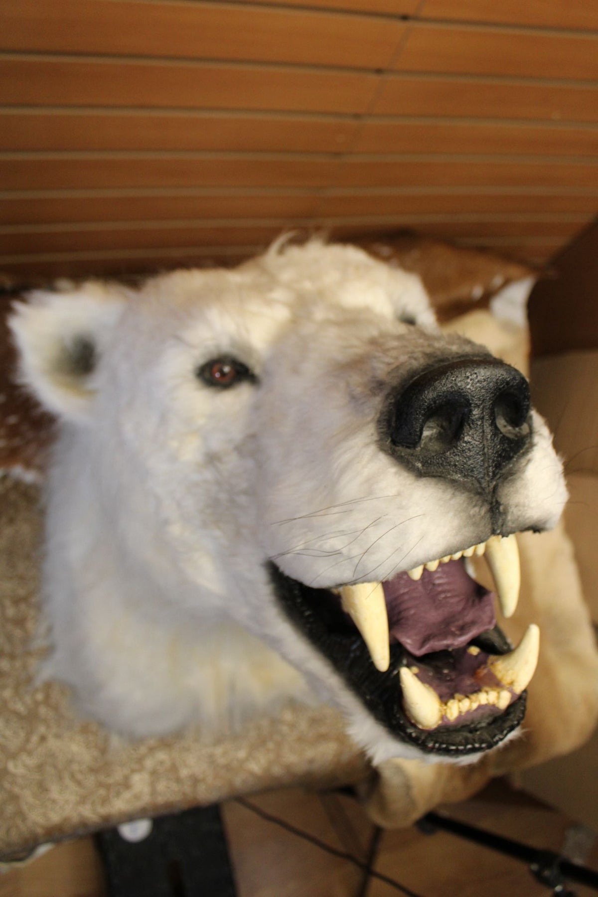 FHRB05 - reproduction Taxidermy Polar Bear Shoulder Mount