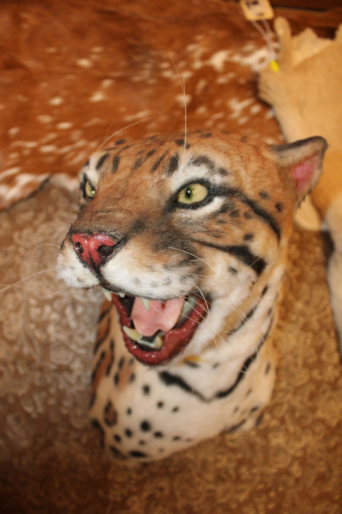 FHRBC04 - reproduction Taxidermy Clouded Leopard Head Mount