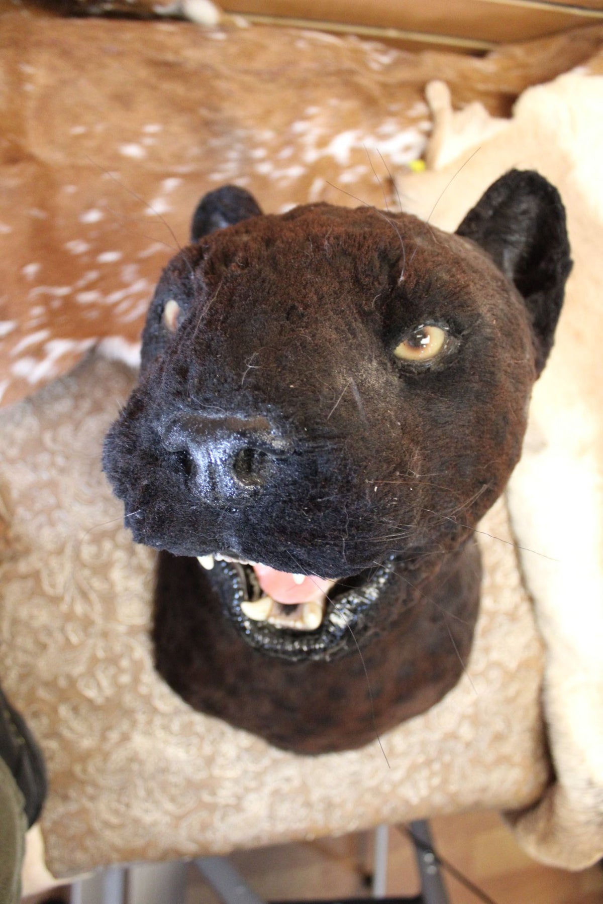 FHRBC06 - reproduction Taxidermy Black Panther Head Mount with Open Mouth