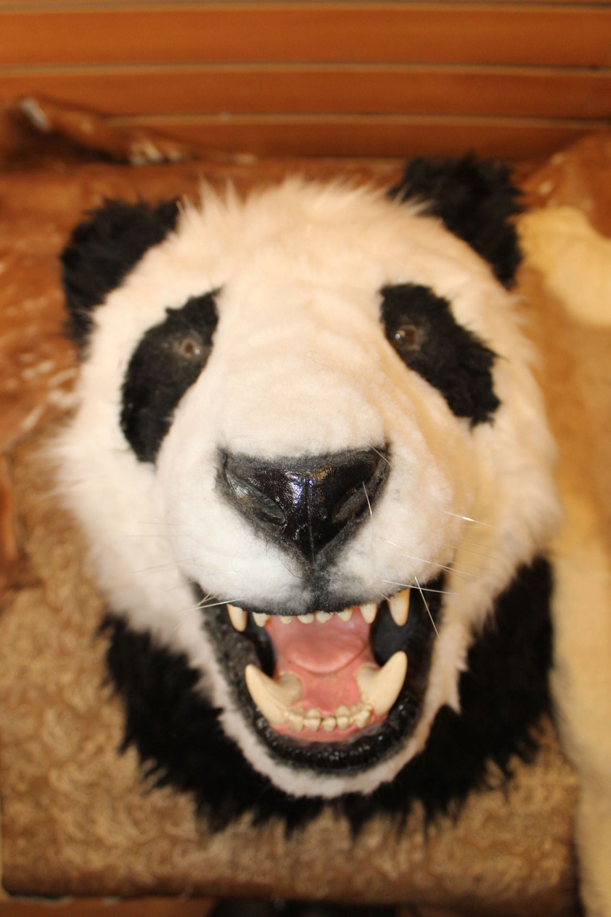 FHRB07 - reproduction Taxidermy Giant Panda Shoulder Mount