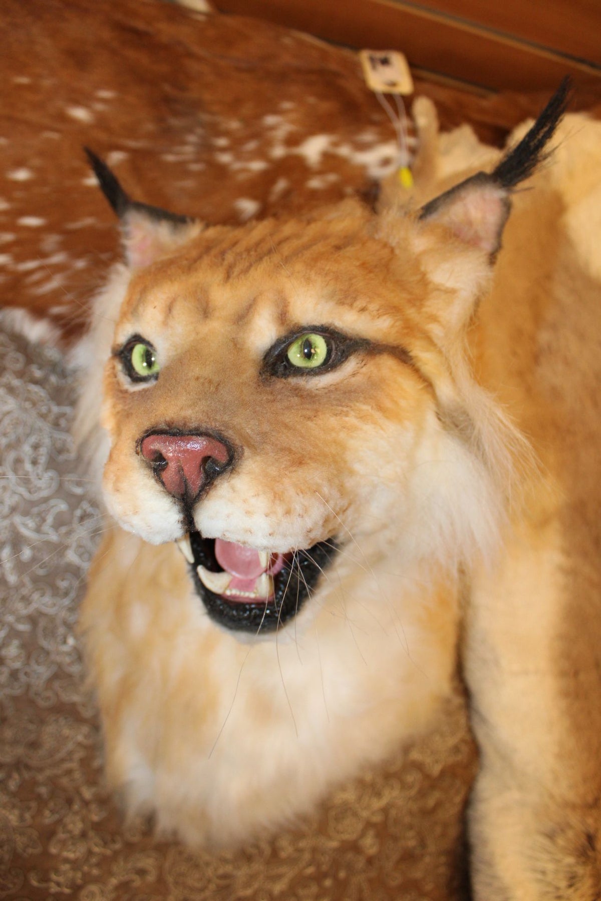 FHRBC05 -reproduction Hansa Eurasian Lynx Head Mount Taxidermy