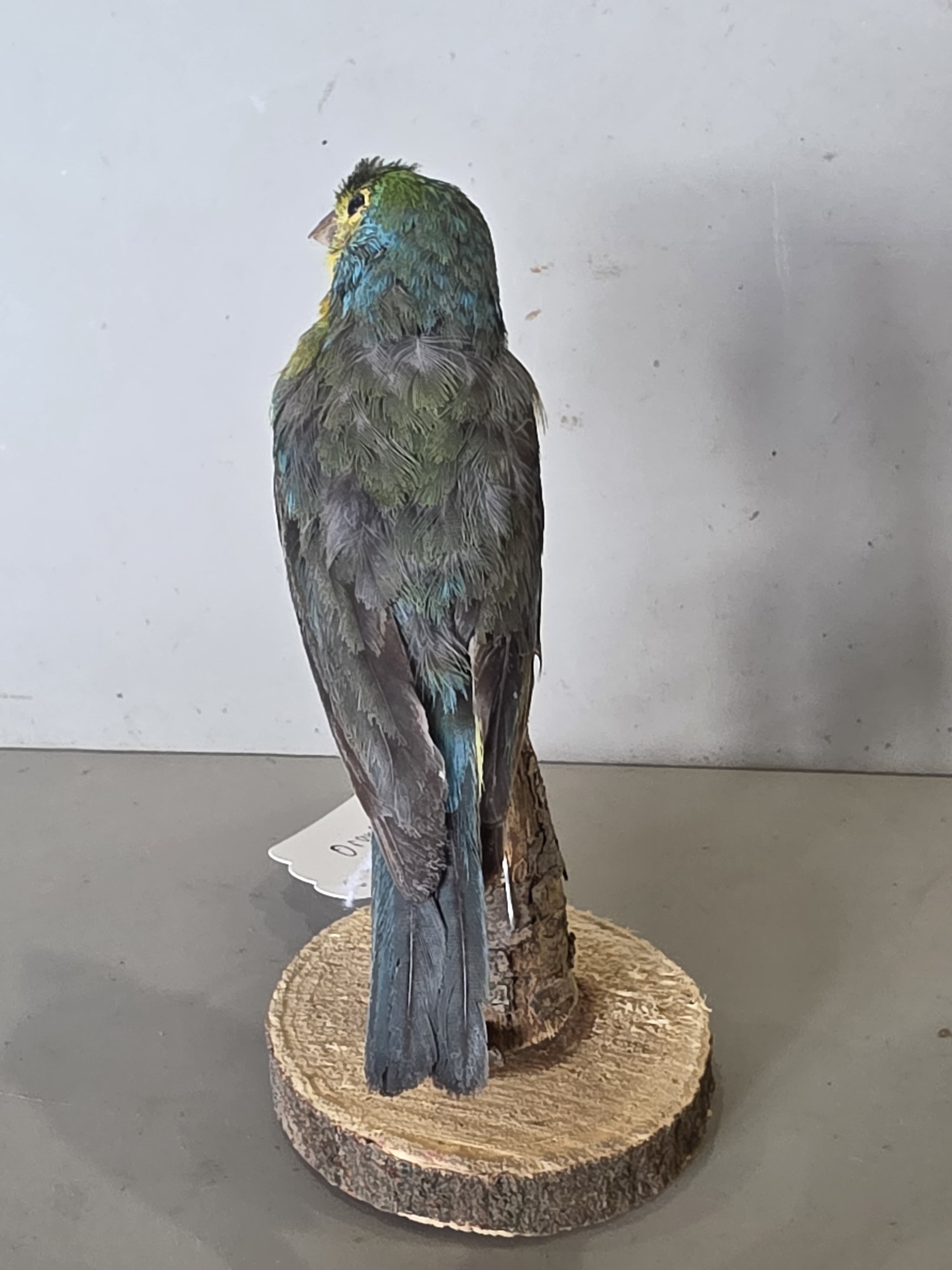 JTVIT2 - Taxidermy Orange Bunting Bird
