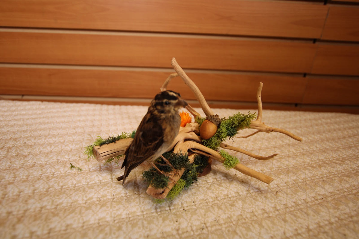 JTVBJ77 - Exquisite Taxidermy Northern Red Bishop