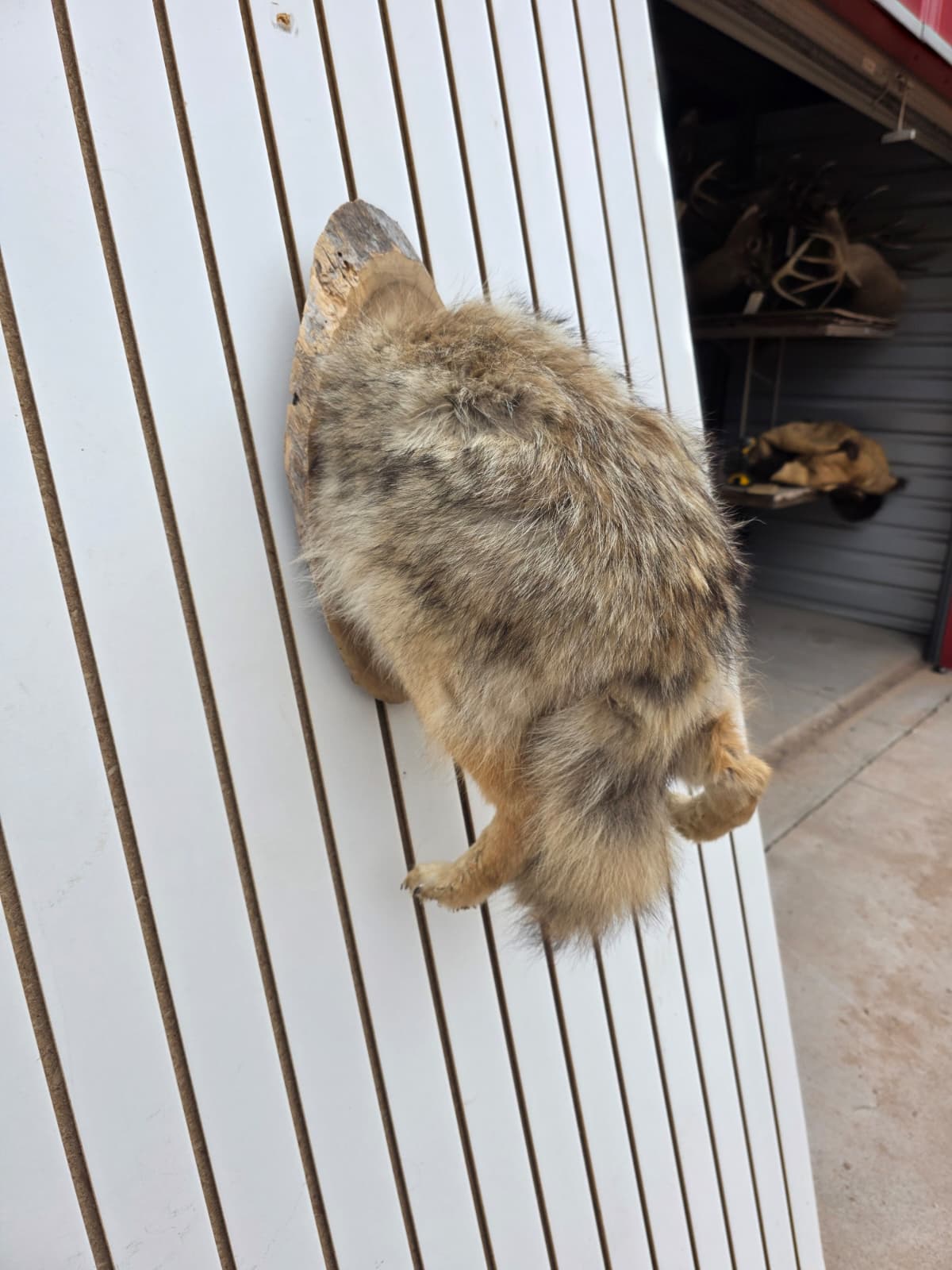 Fhcm79 - Coyote Back Half Taxidermy –Display