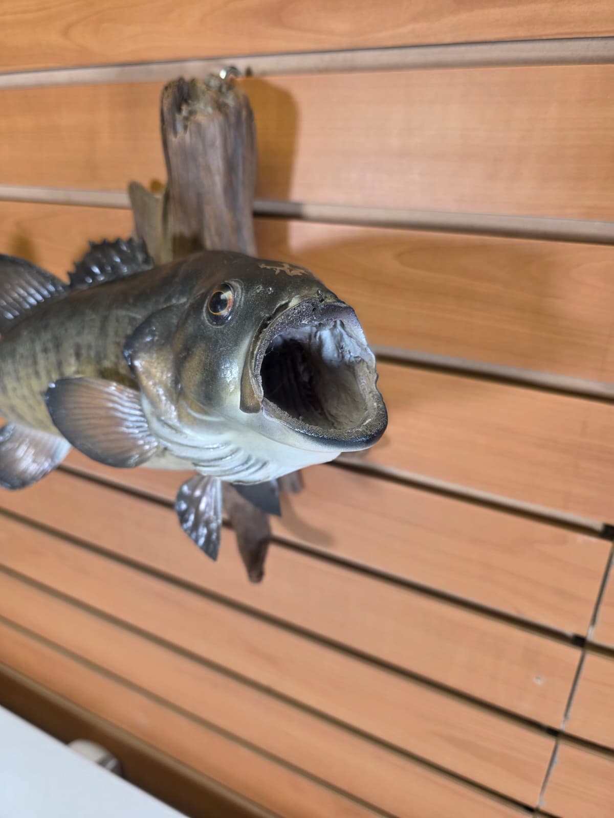 JTV400 - 16" Bass Fish Mount – Nature-Inspired Display