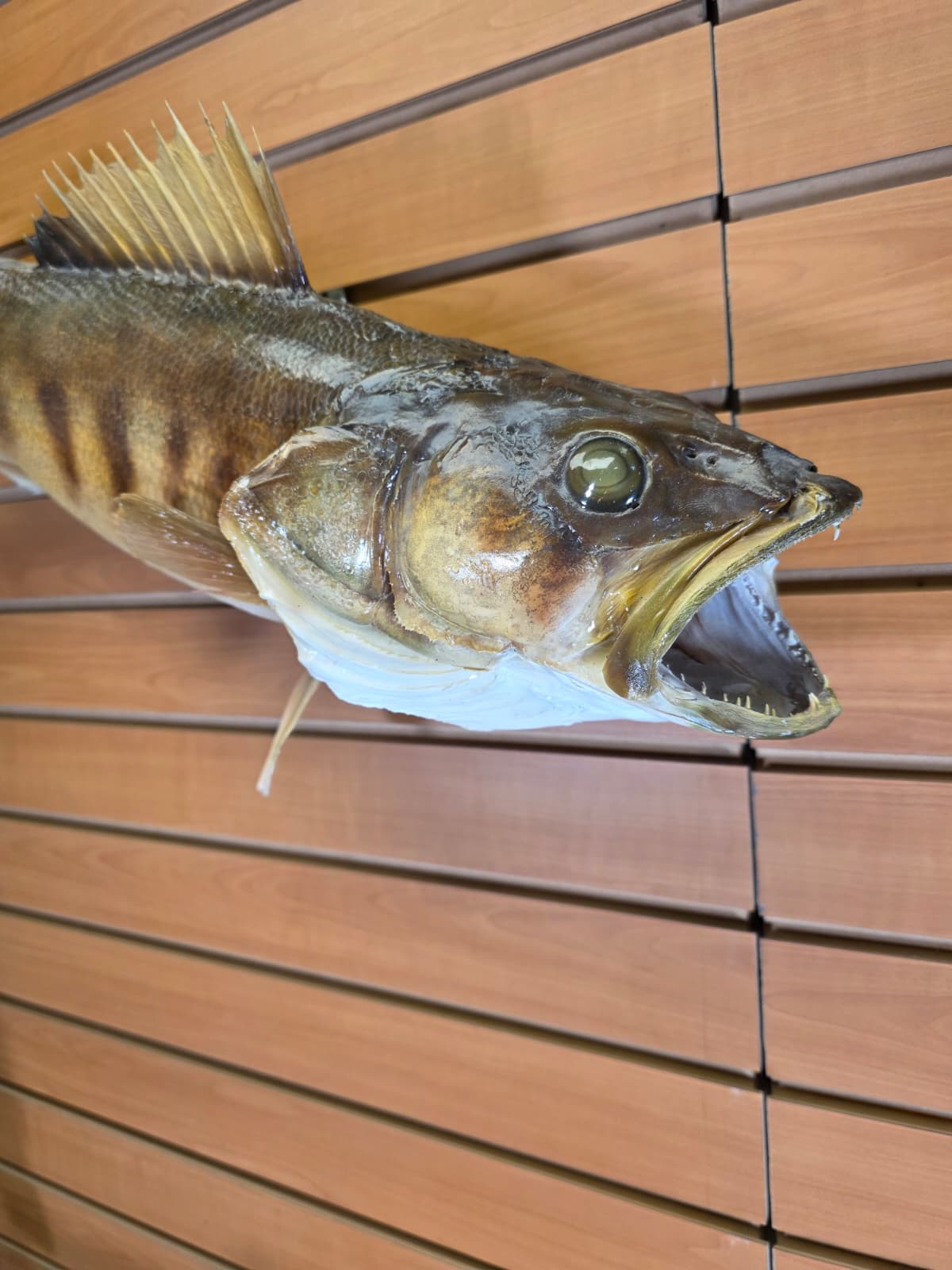 Jtv453 - 30" Walleye Taxidermy Mount – Bold Freshwater Display