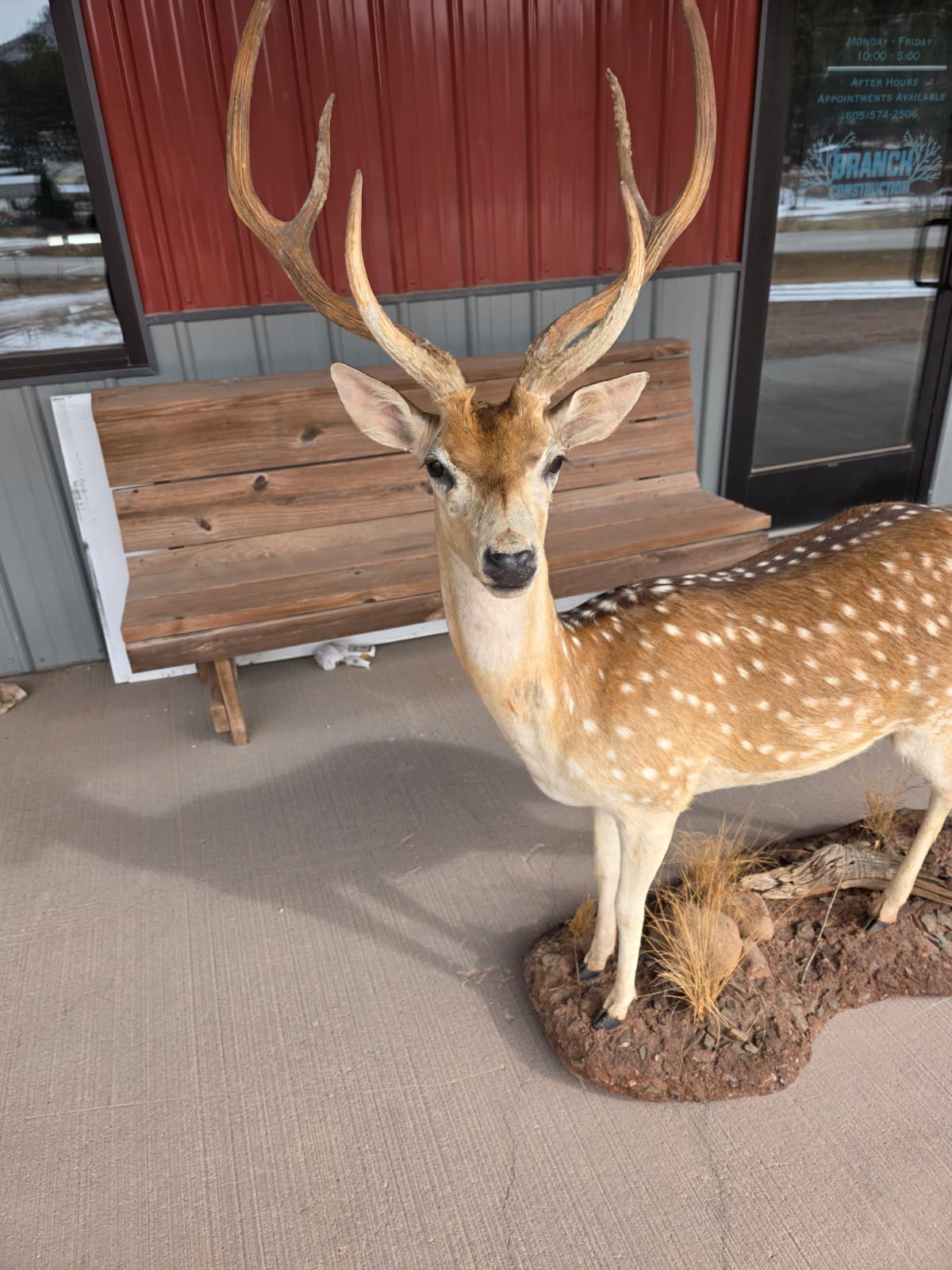 JTV320A - Axis Deer Taxidermy Mount – Exotic Spotted Trophy Display