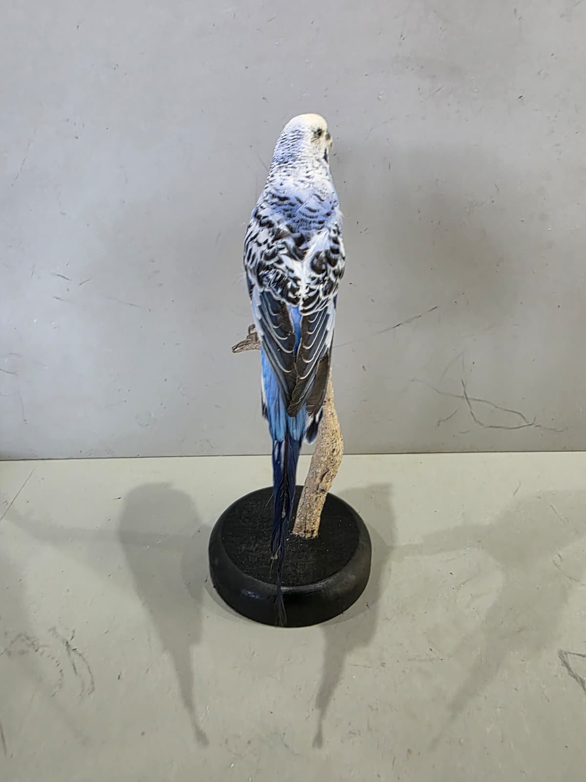 Fhcm90 - Blue Budgie Parakeet Taxidermy –Lifelike Display