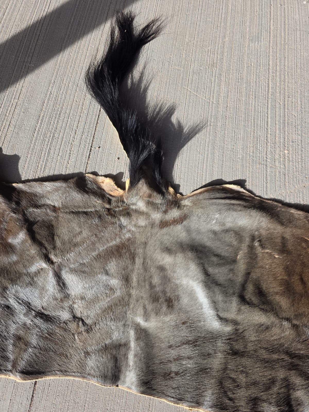 Jtv408 - Wildebeest Hide Rug – 62" x 22" with Tail Extension (32")