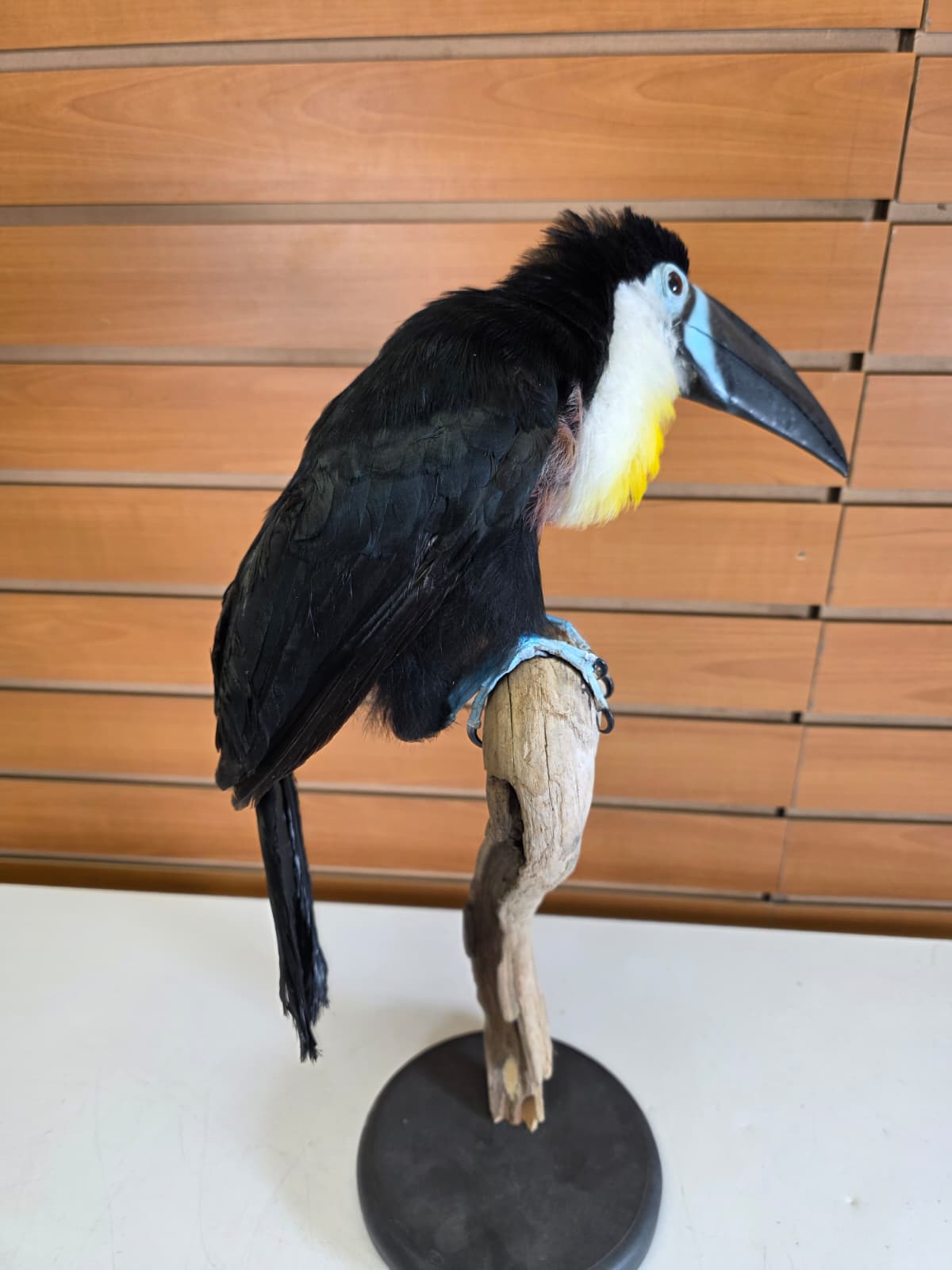 Fhcm104 - Channel-Billed Toucan Taxidermy – Exotic Lifelike Display