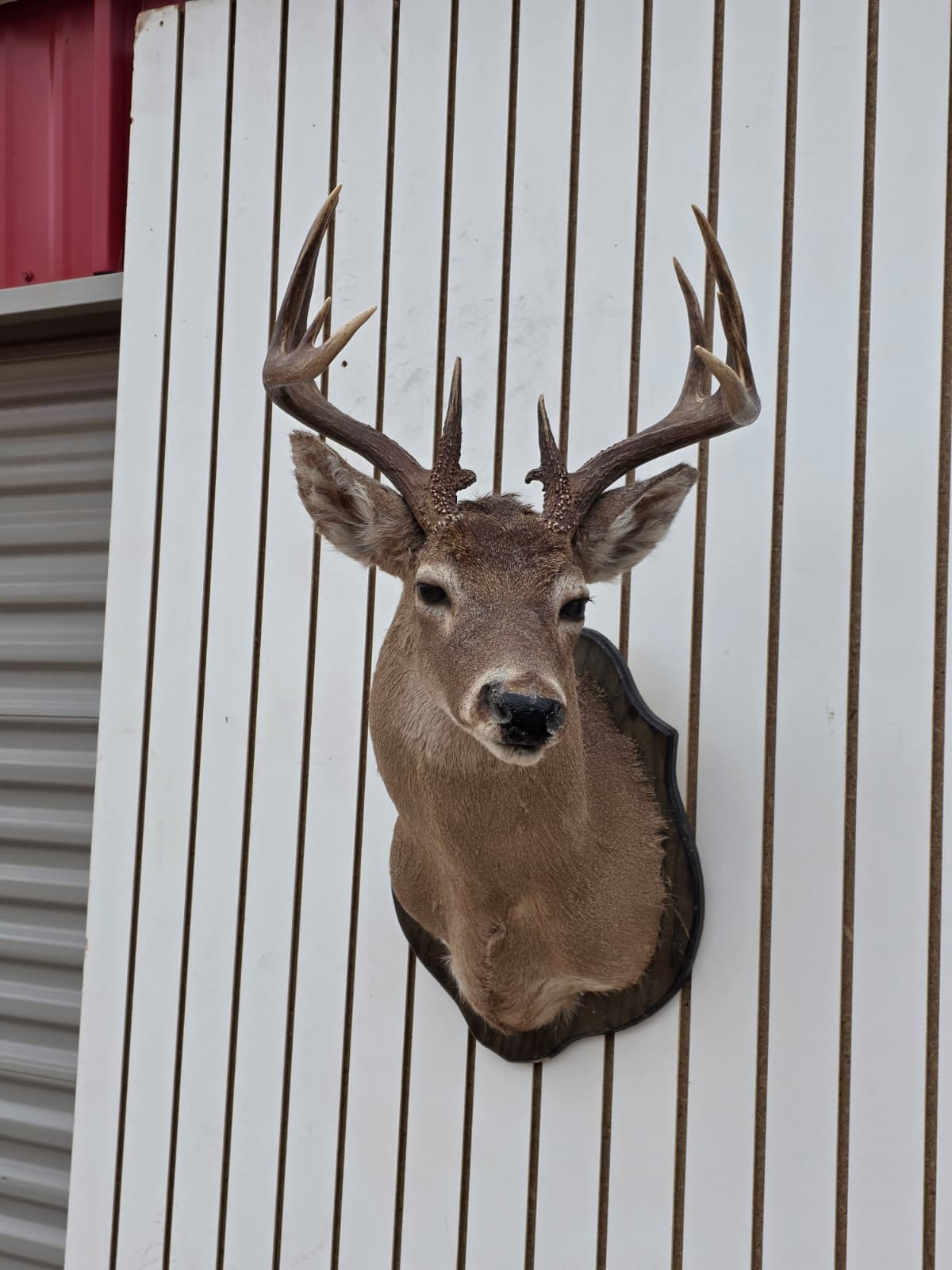 Drmq110 - White-Tailed Deer Shoulder Mount – Taxidermy Wall Display