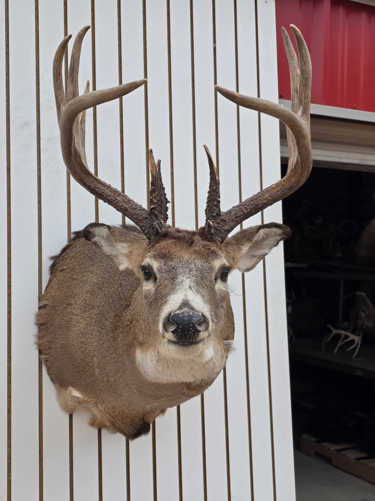 Drmq109 - White-Tailed Deer Shoulder Mount – Taxidermy Wall Display