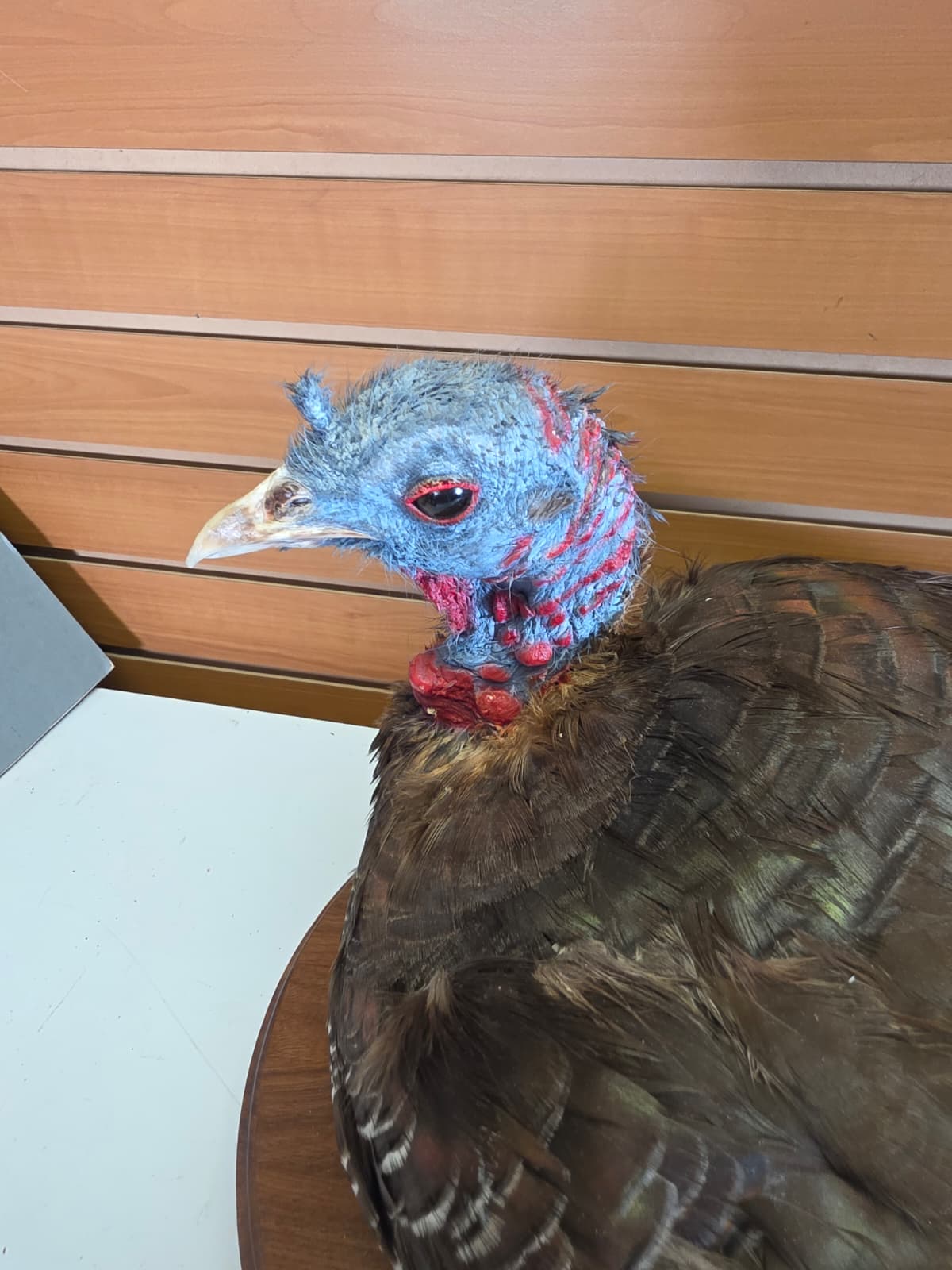 Jtv420 - Nested Turkey Hen Taxidermy – Lifelike Display